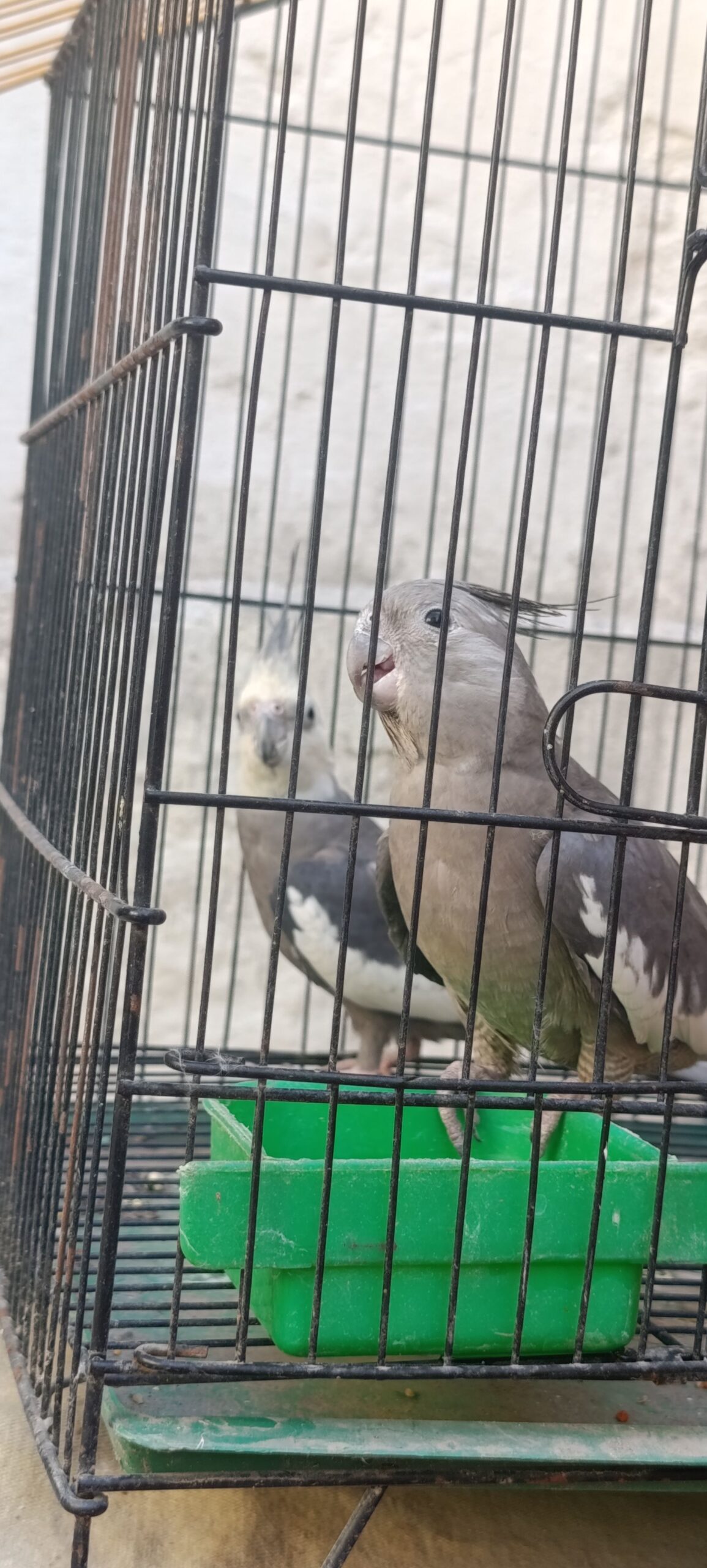 Three Cocktail breeder Pairs available
