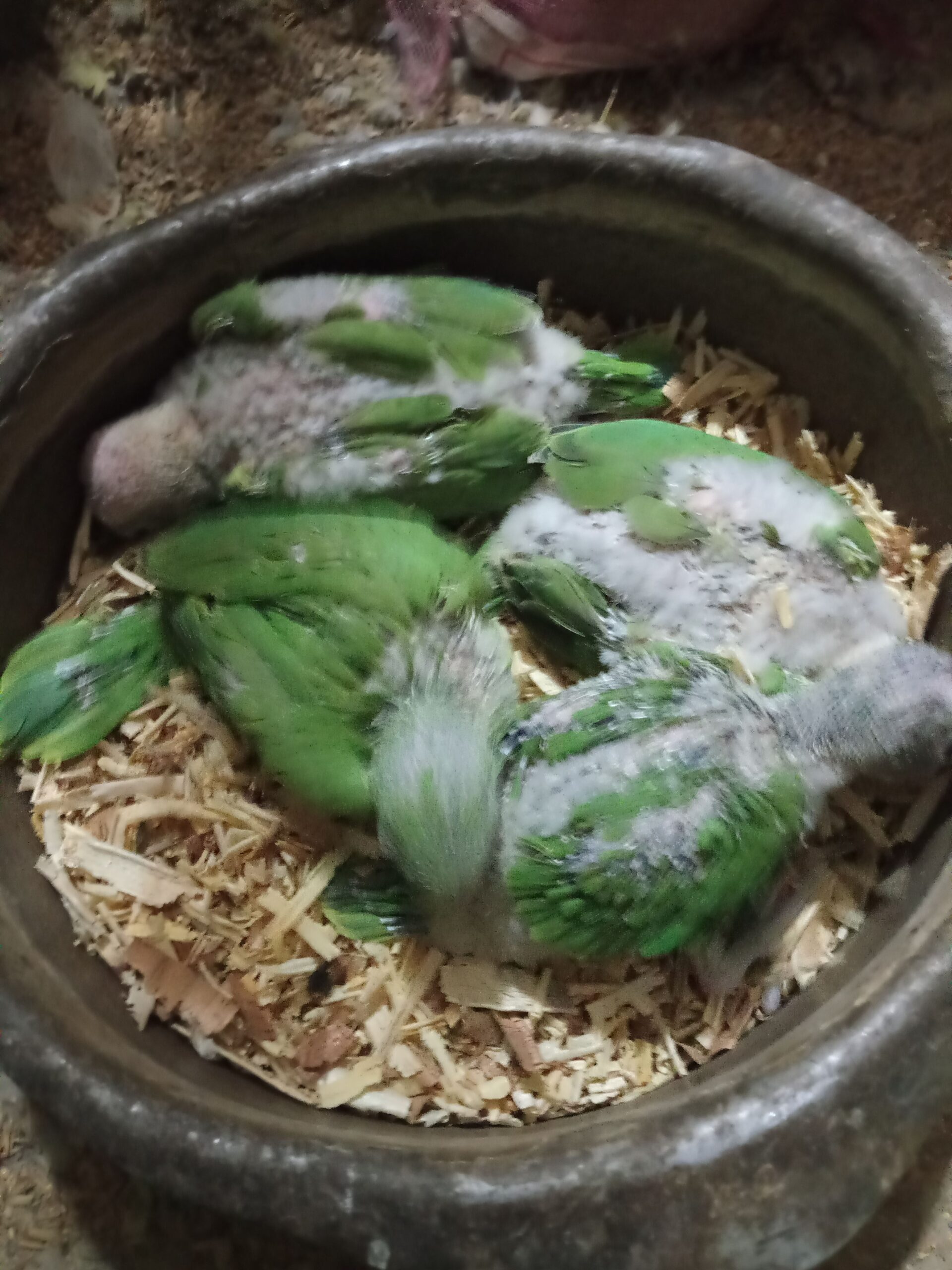 Green ring nick parrot