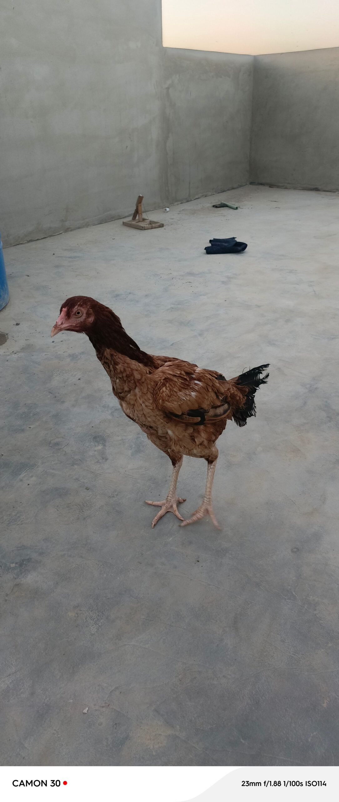 Aseel for sale mix breed mia wali and jageeri