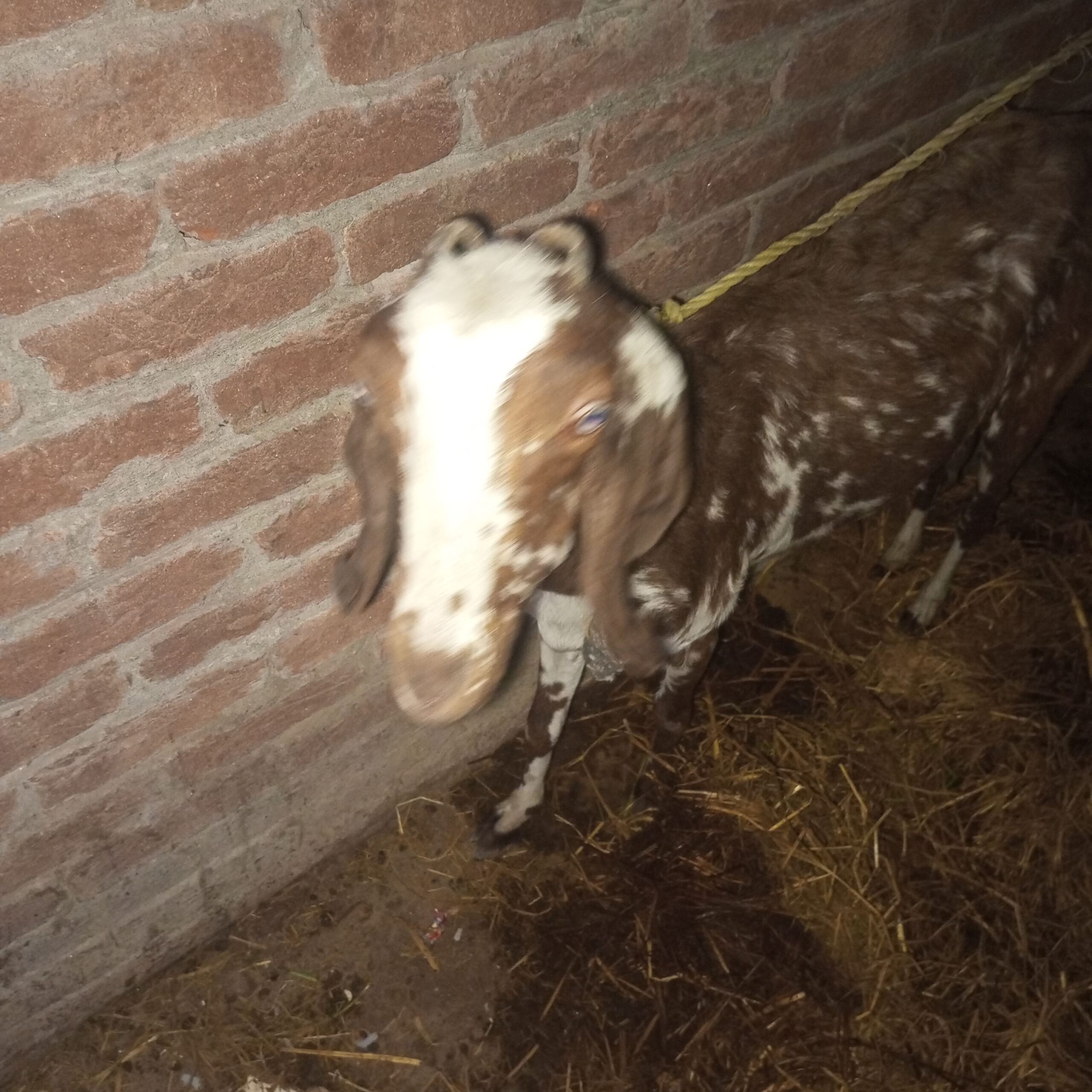 1 bakri 1 teddy Bakra 1 chota bakra