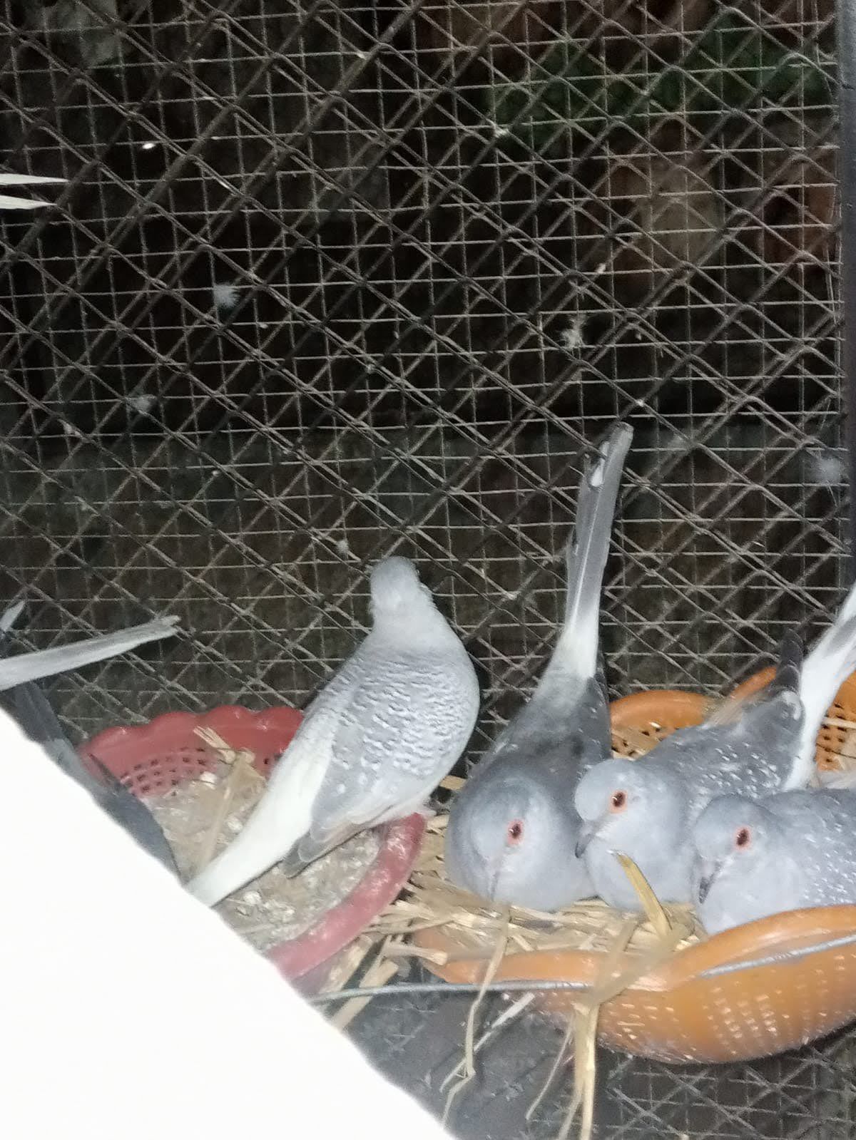 Diamond Dove 4 Sale.Healthy & Active Pairs