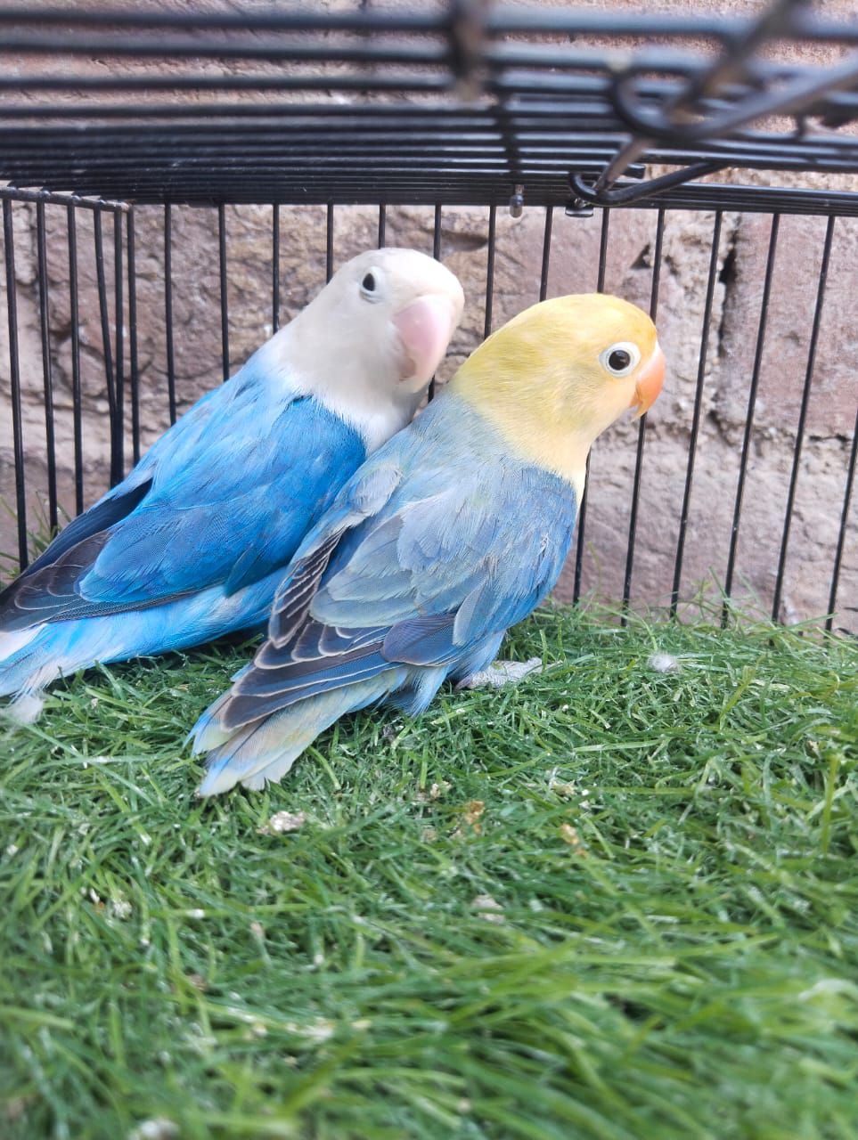 Love Birds