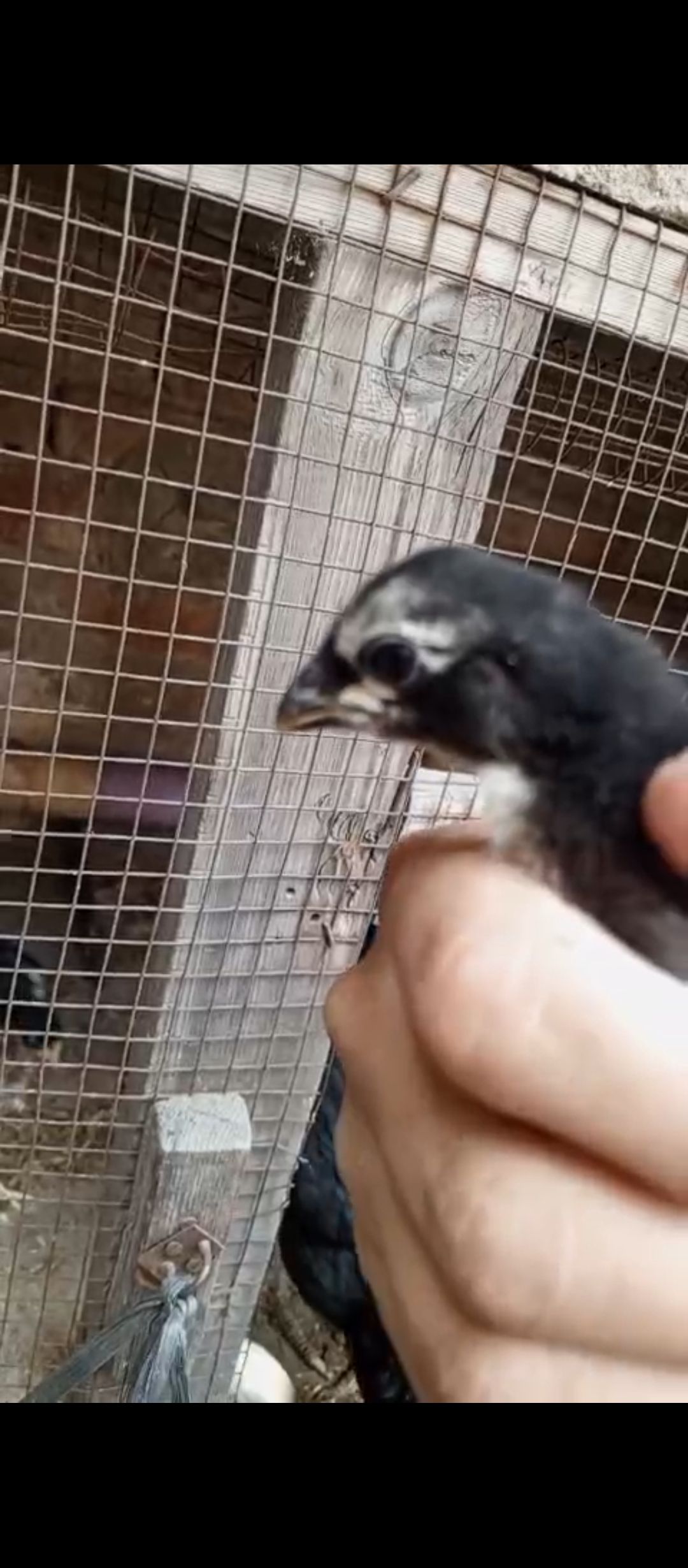 Dragon chicks