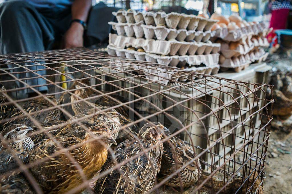 Quail for sale