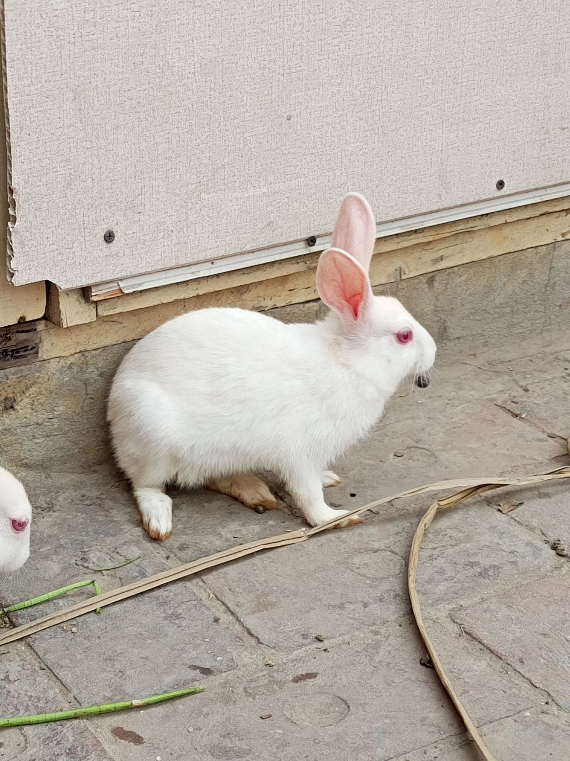 Rabbits bunnies