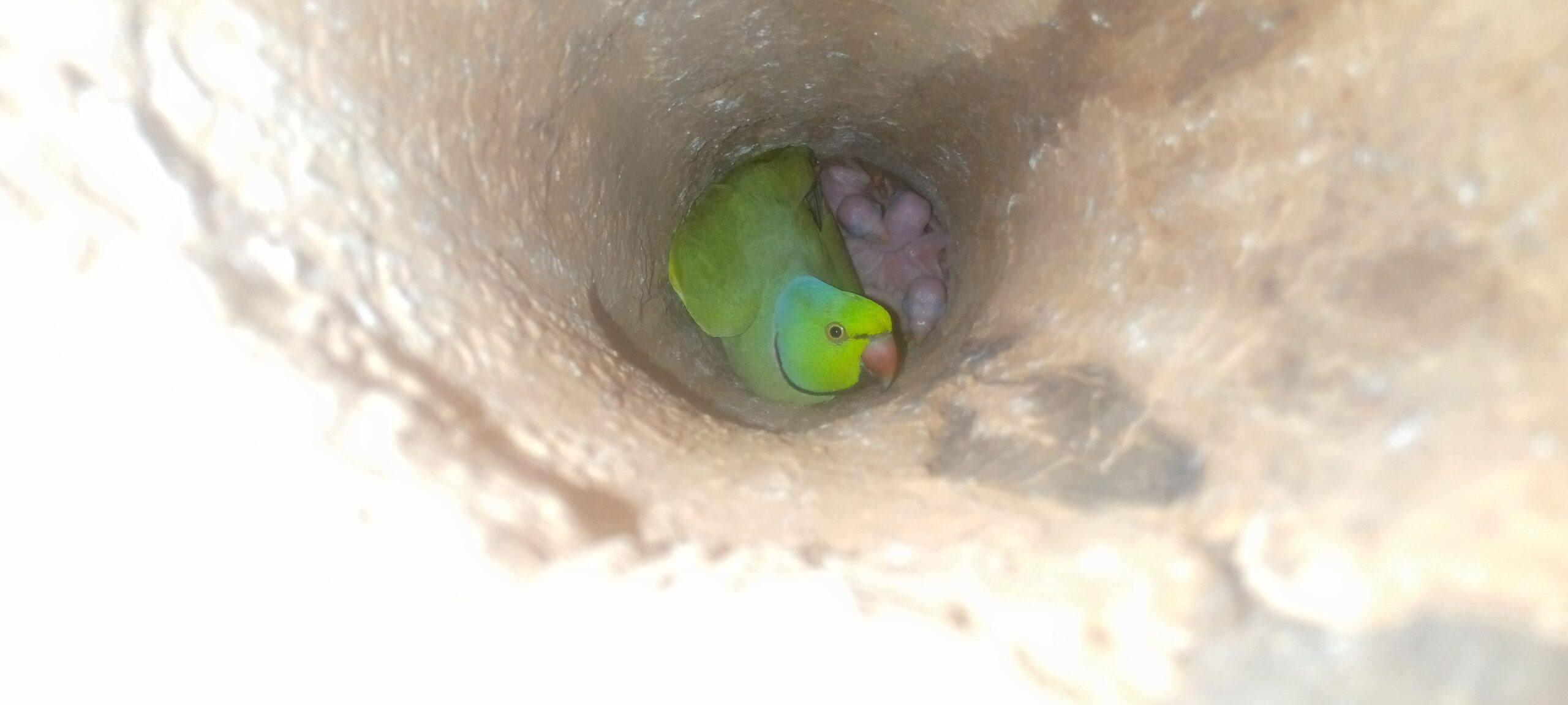 Ringneck chick sale
