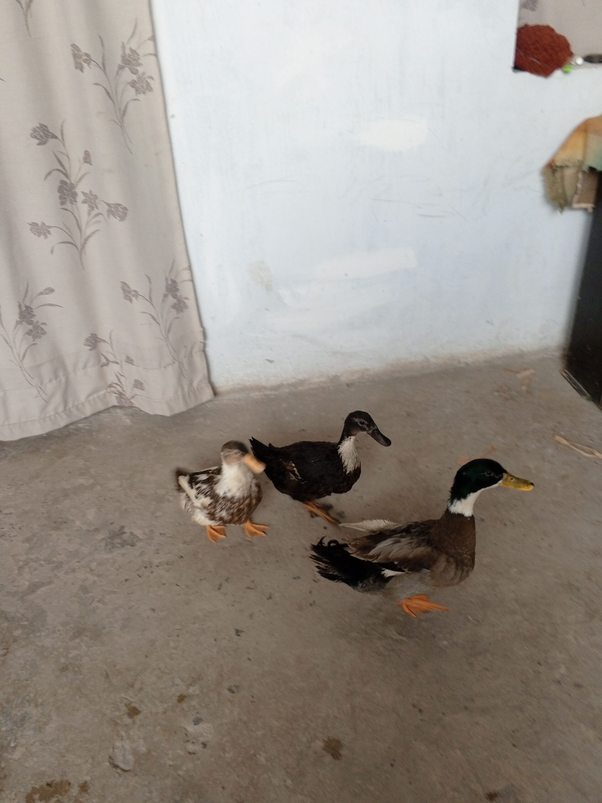Ducks for sale