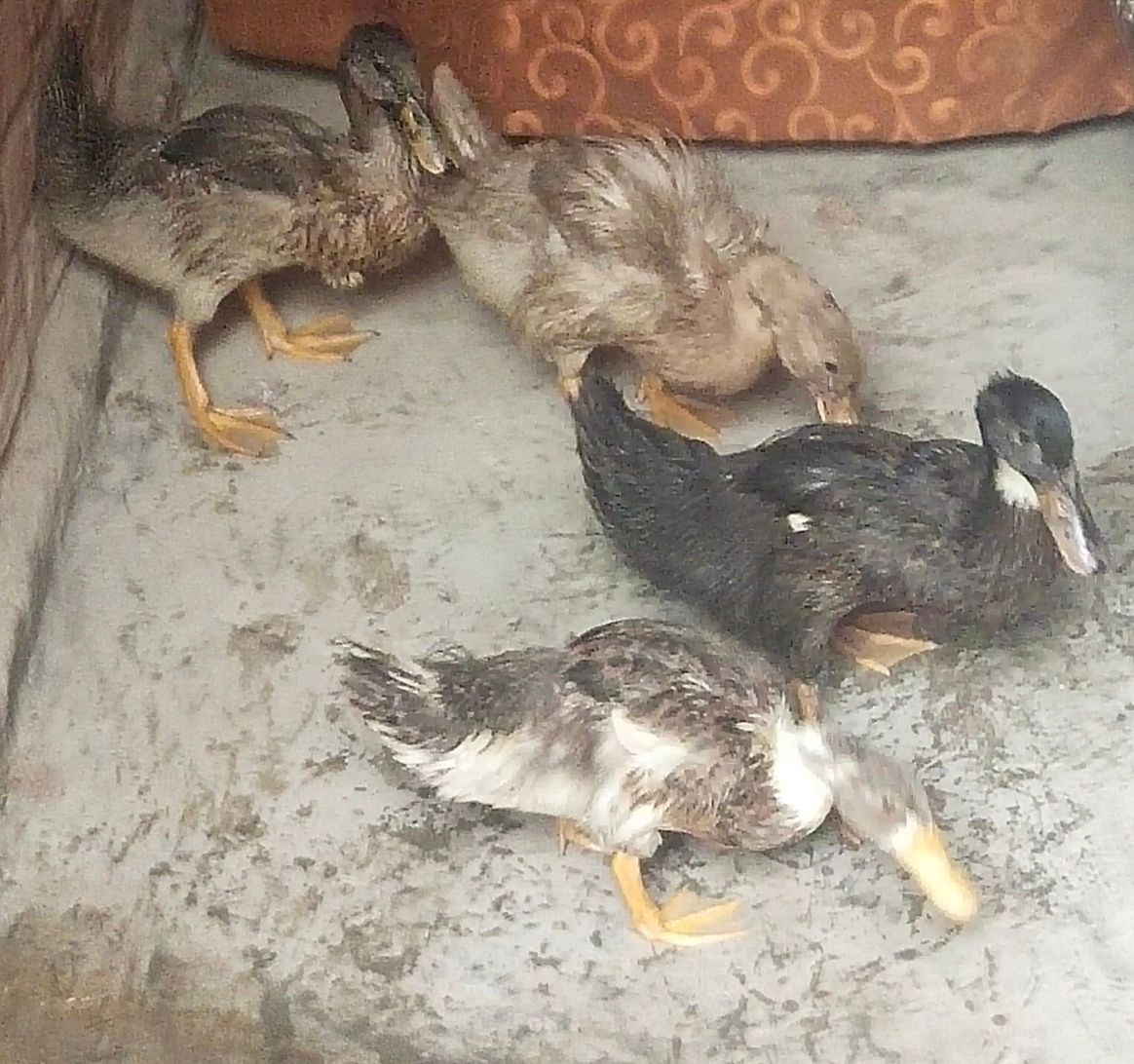 4 duk seel krne h