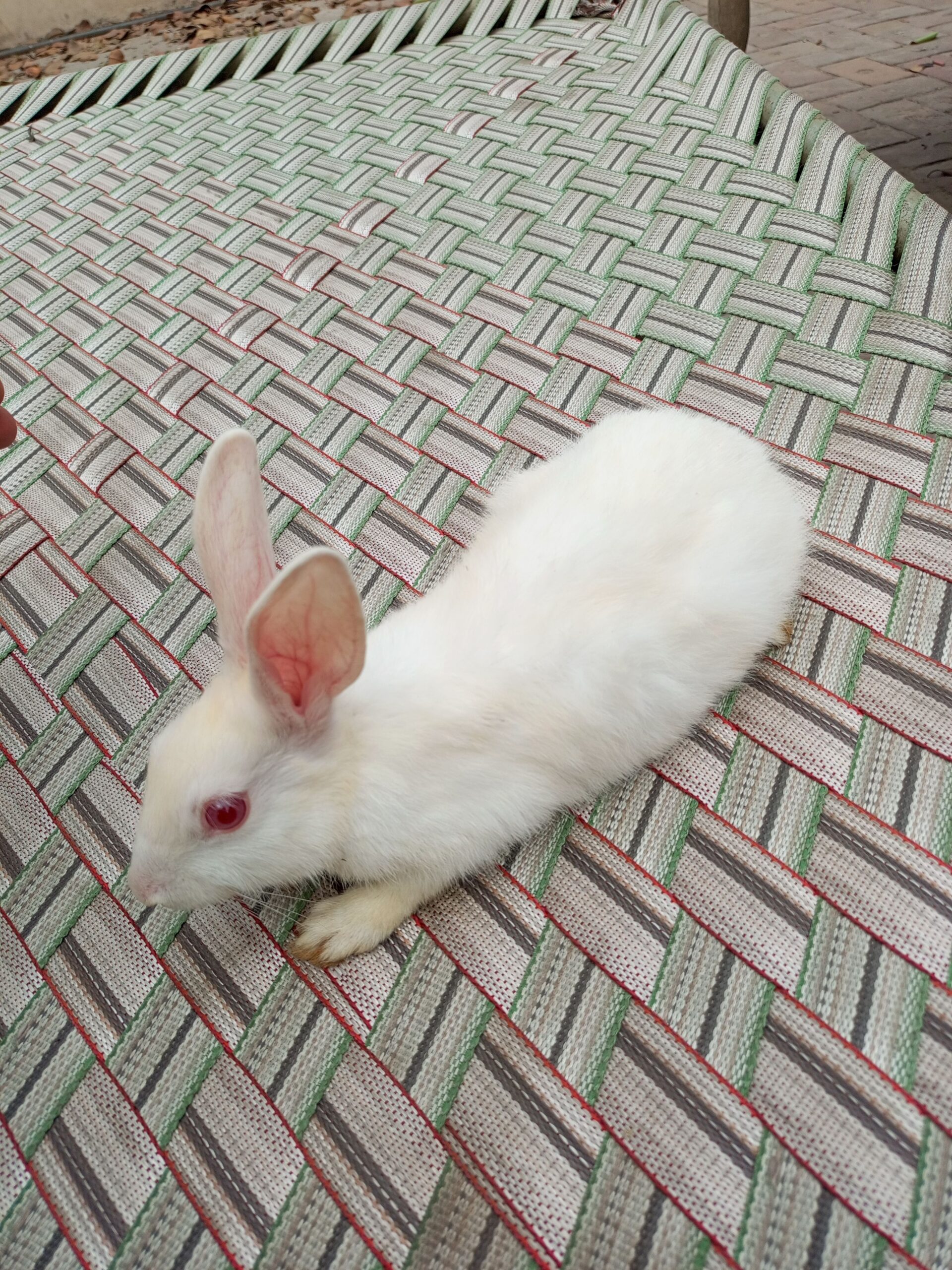 Rabbits bunnies