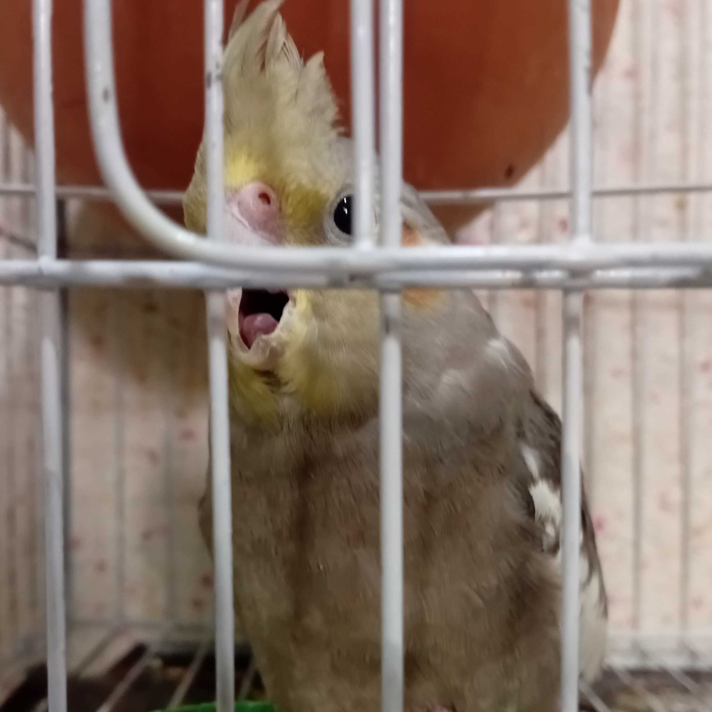 Female cocktail