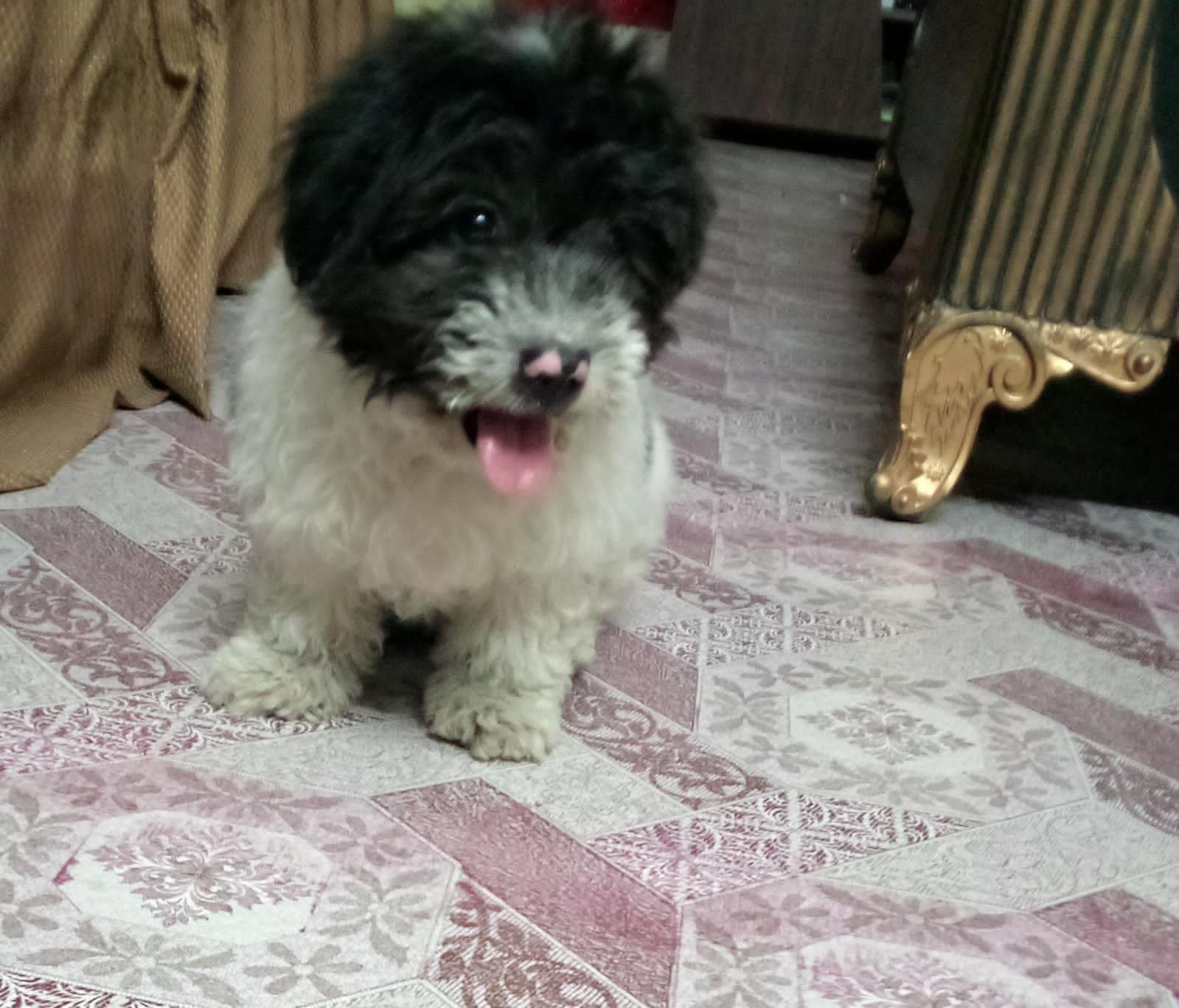 Puppy