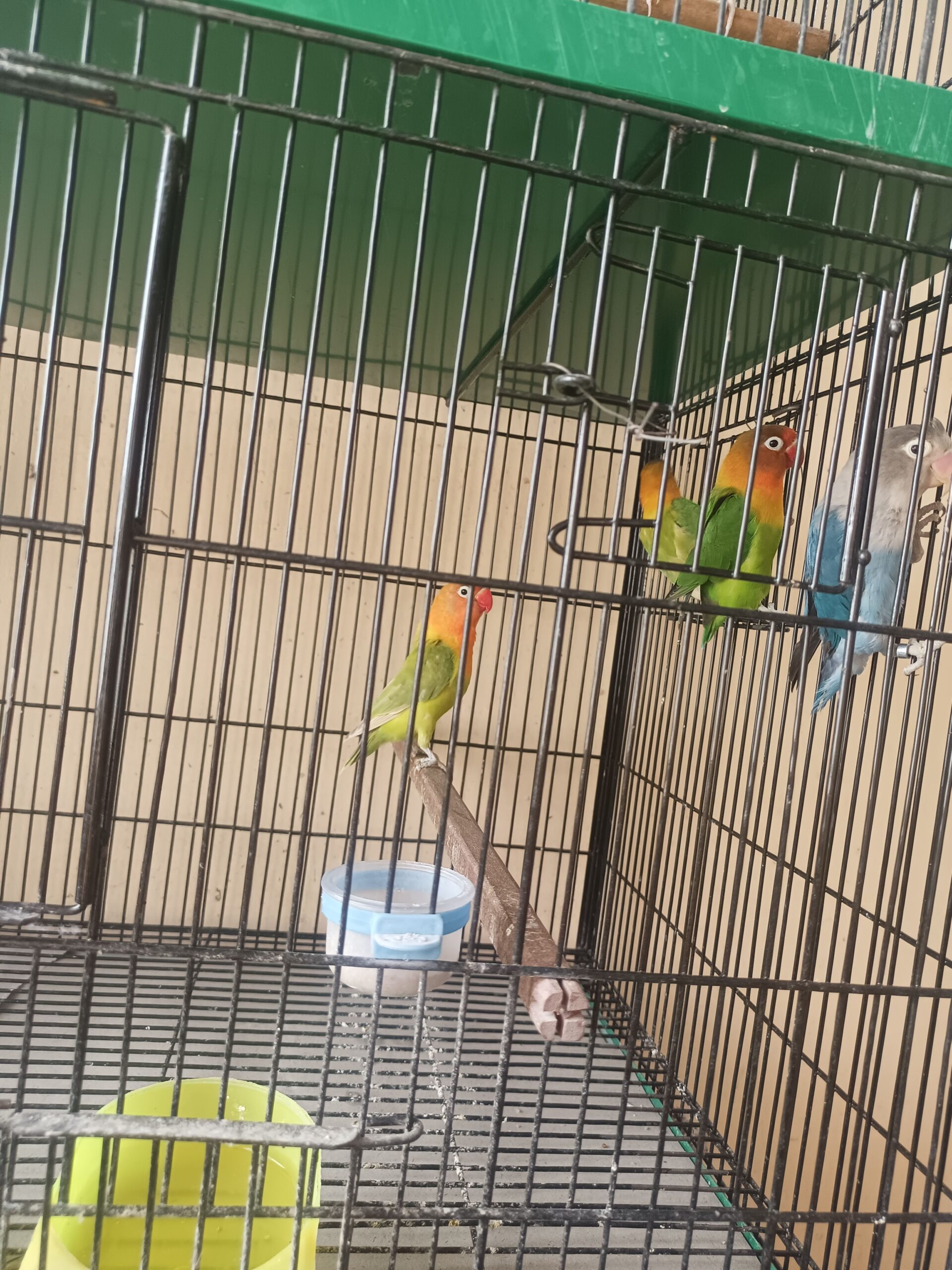 Love birds green fisher