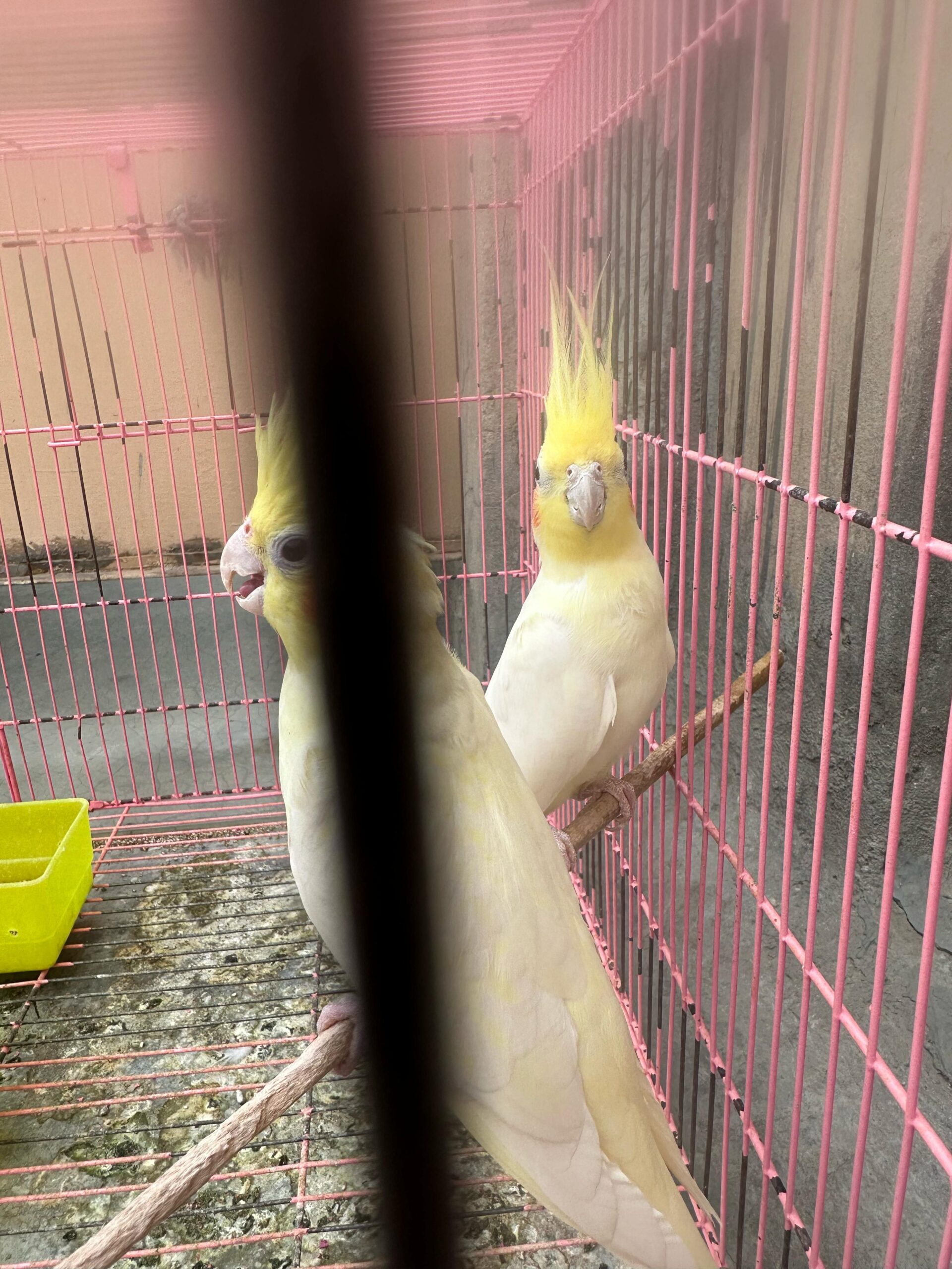 Parrot is available for sale