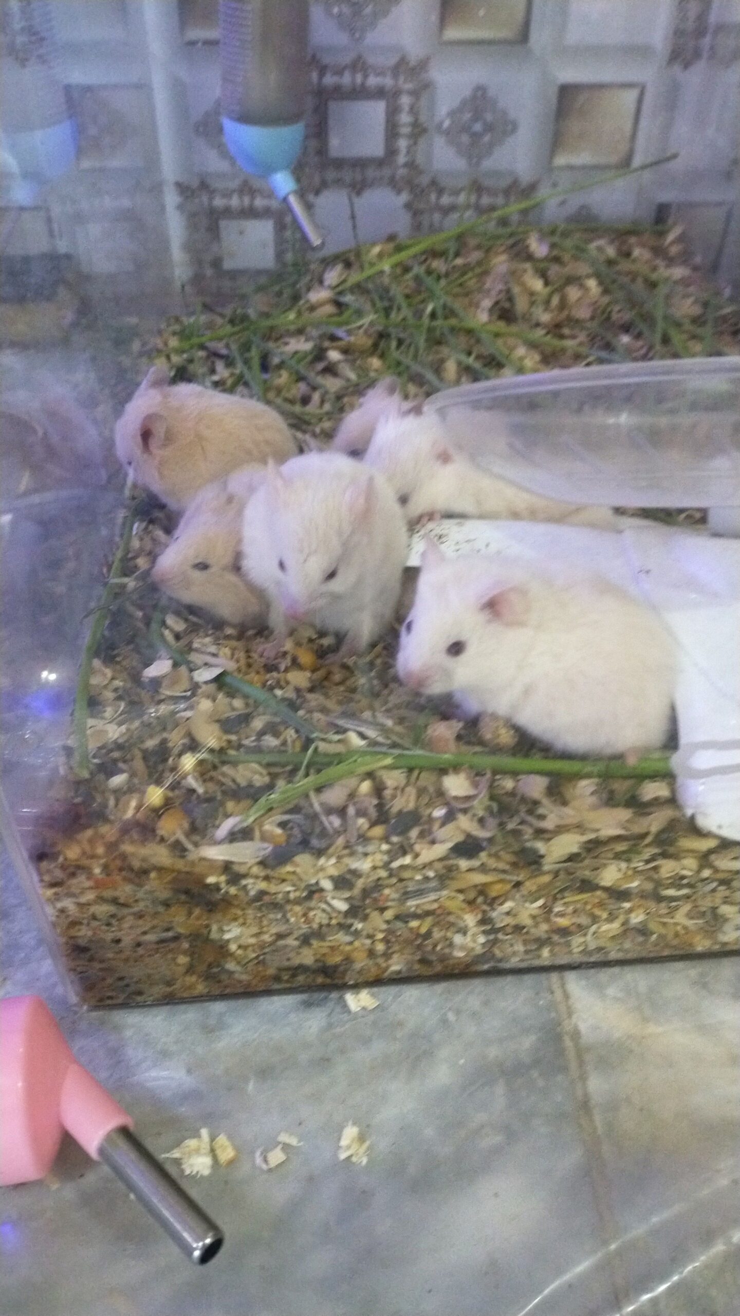 Hamsters for sale in Lahore with all accessories