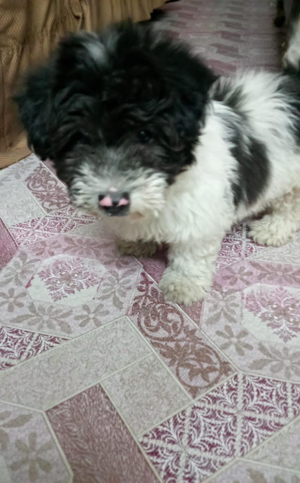 Puppy