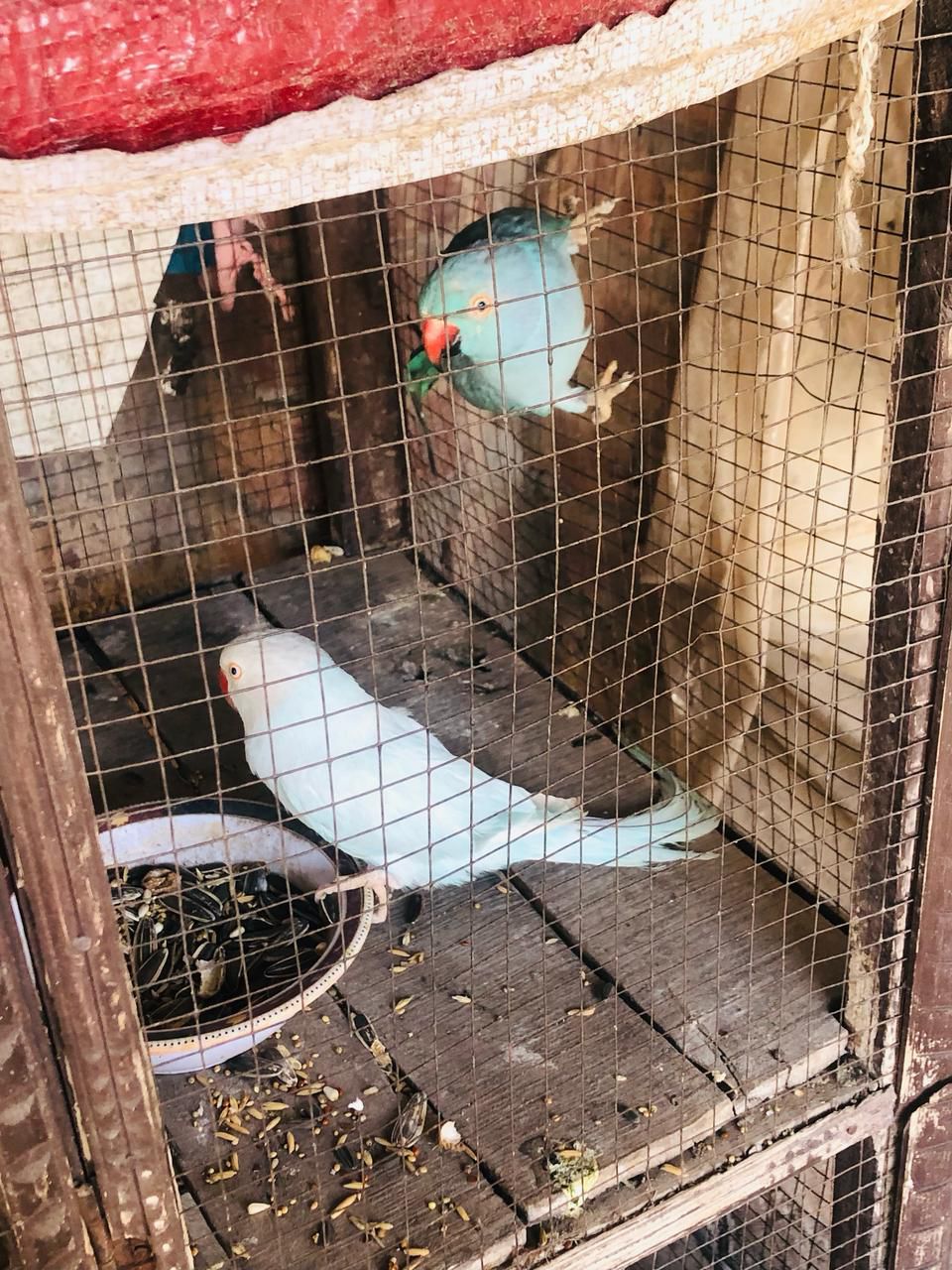 Indian blue ringneck parrot