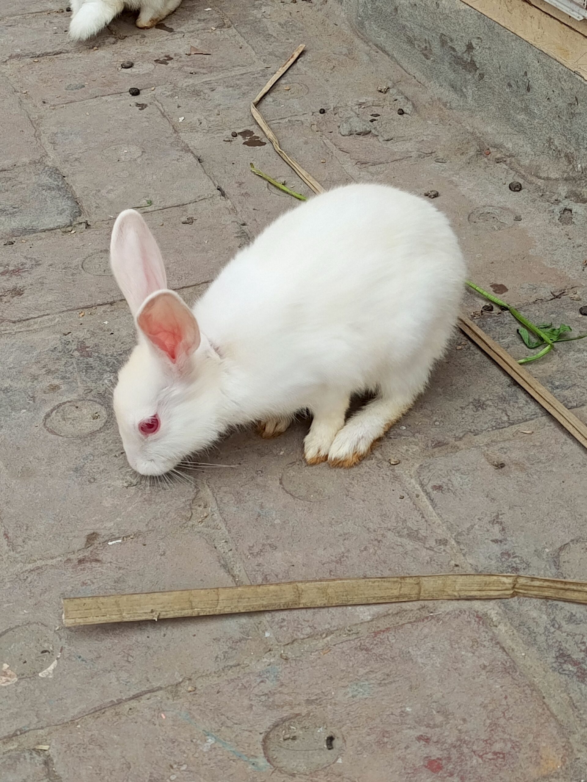 Rabbits bunnies