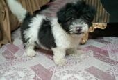 Coton de Tulear puppy