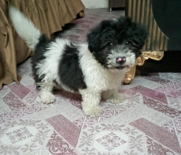 Coton de Tulear puppy
