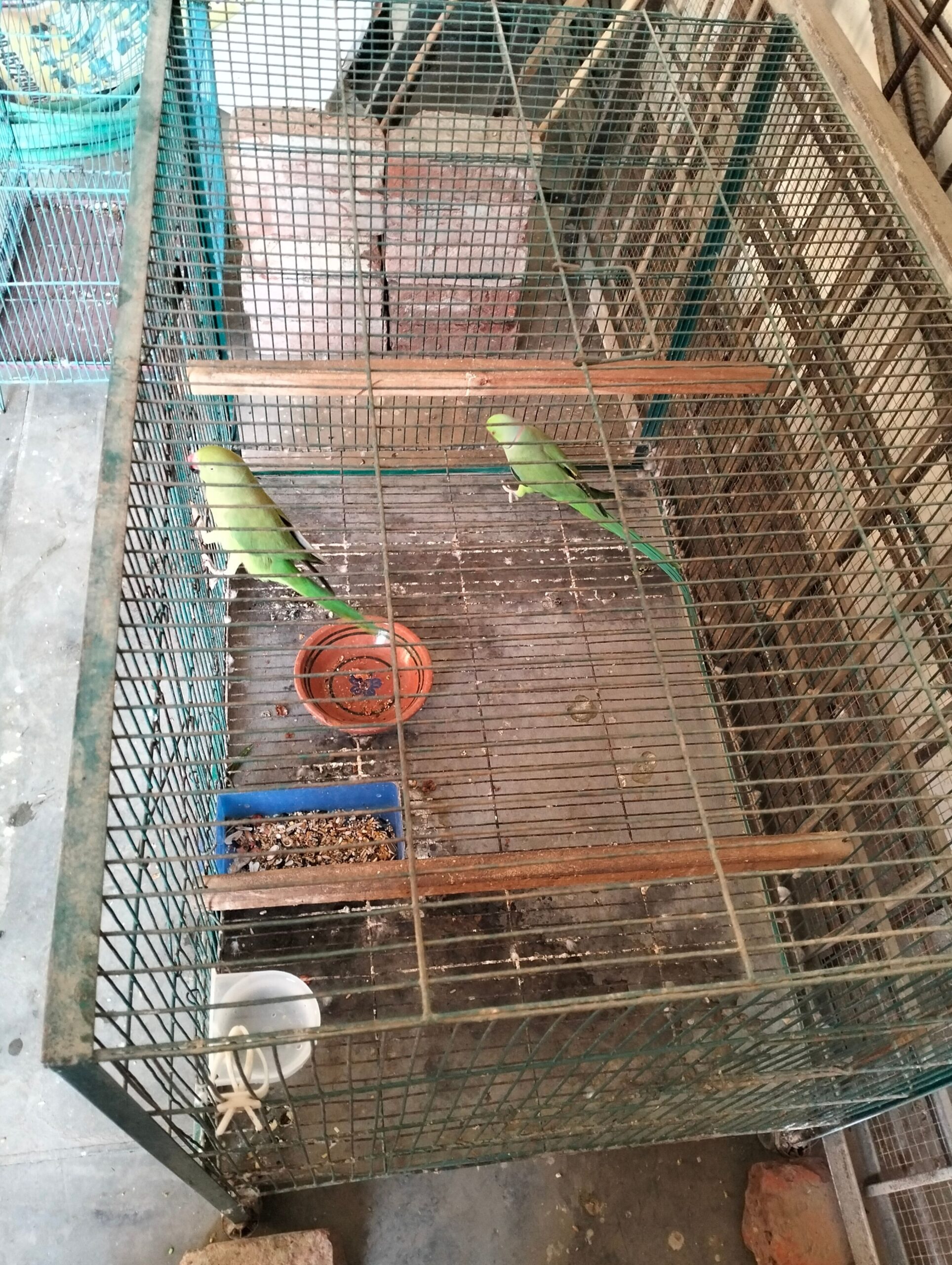 Ringneck breader pair