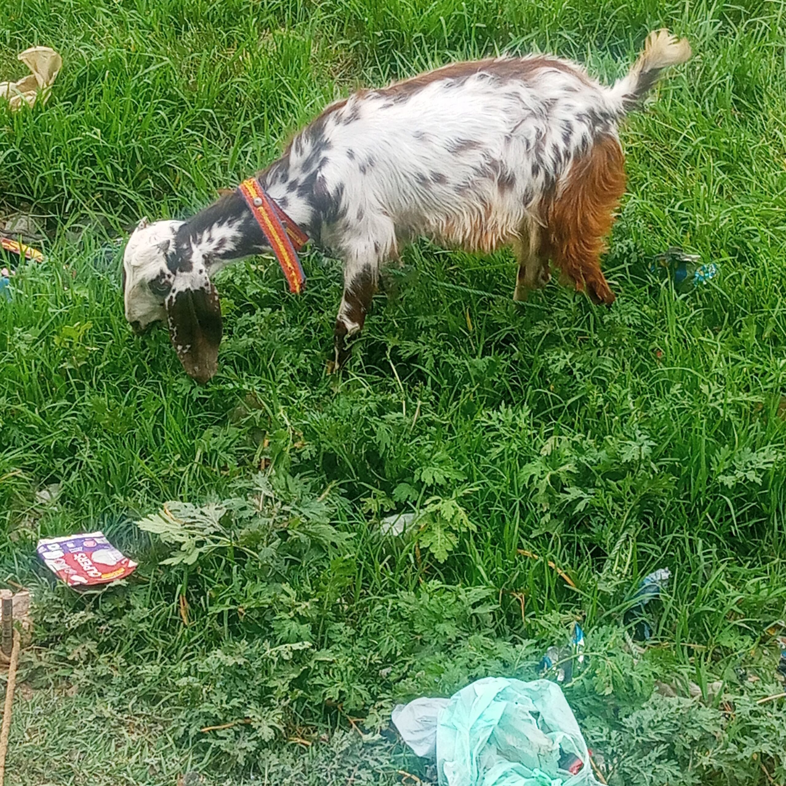 1 bakri 1 teddy Bakra 1 chota bakra