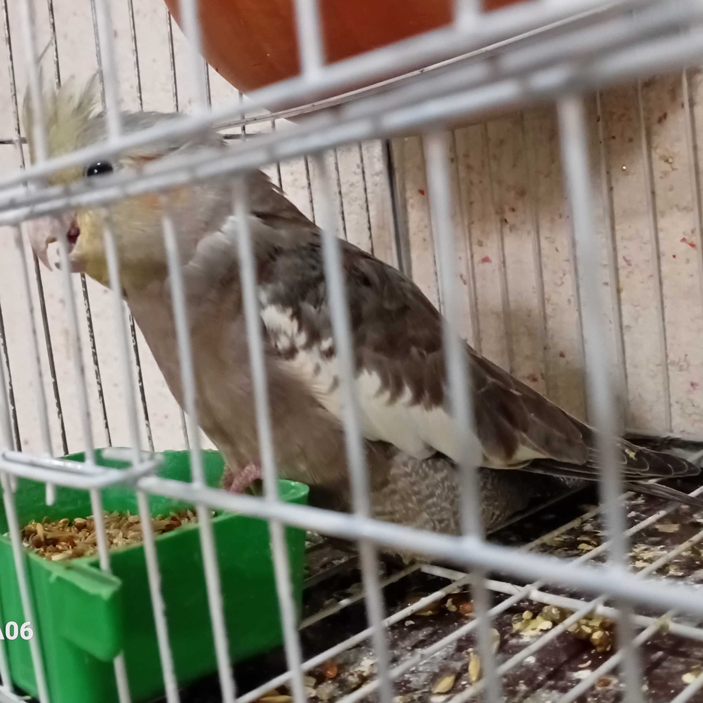 Female cocktail