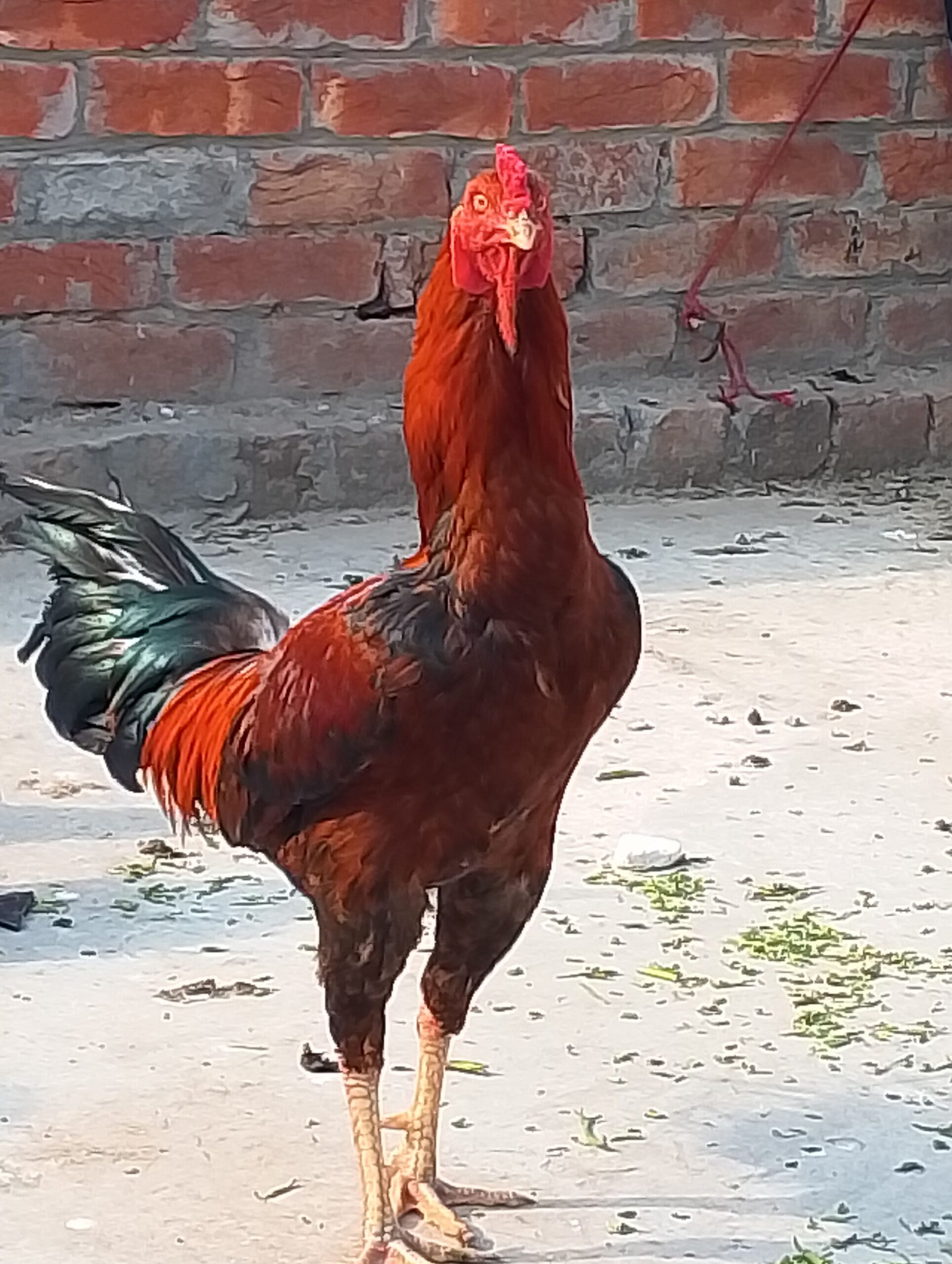 Aseel Murgha