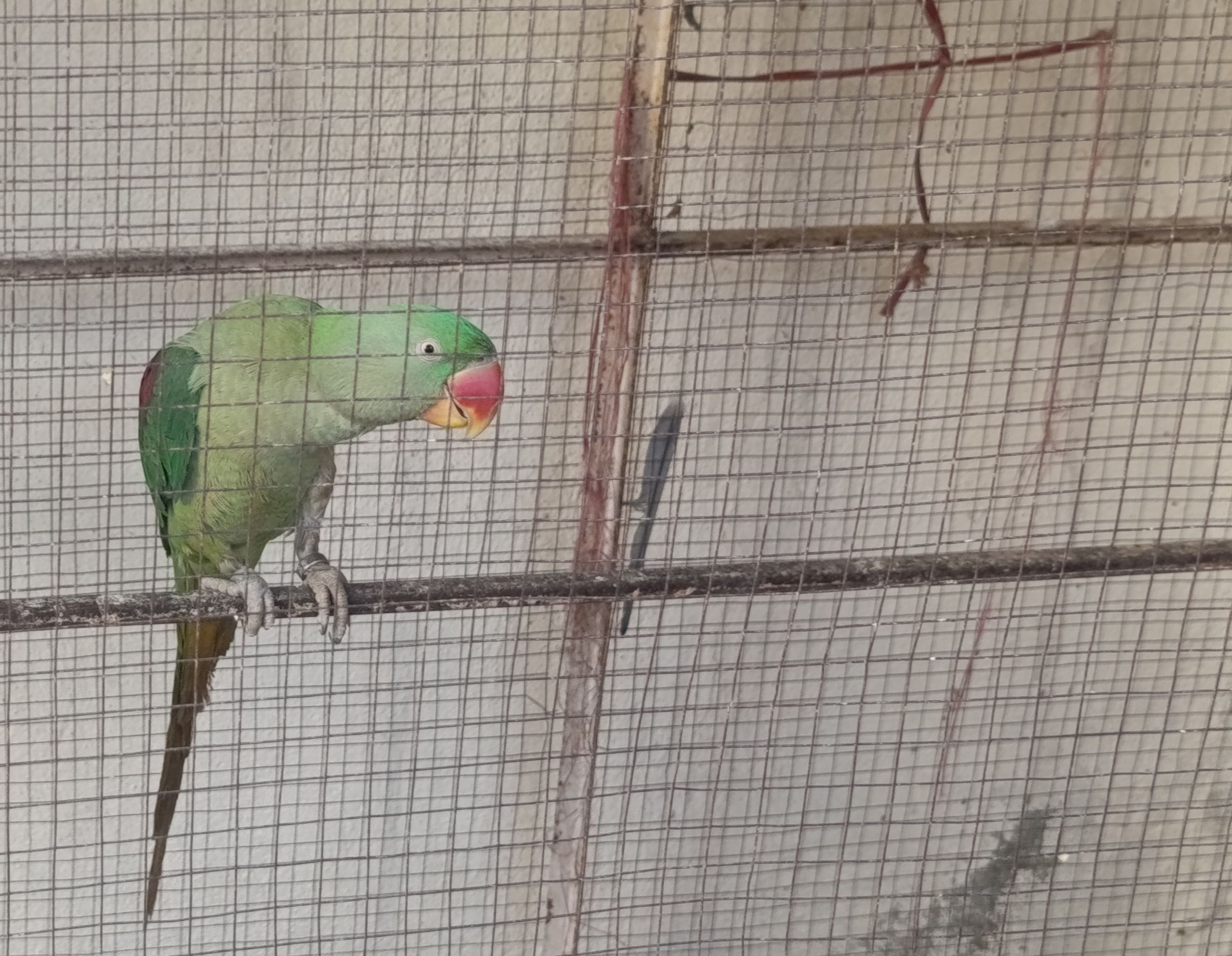 Raw kashmiri male hand tamed Parrot age 2 years