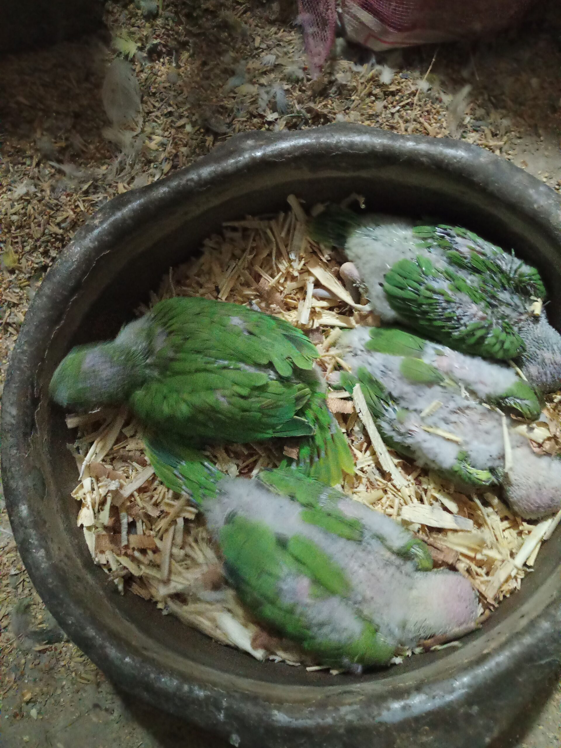 Green ring nick parrot
