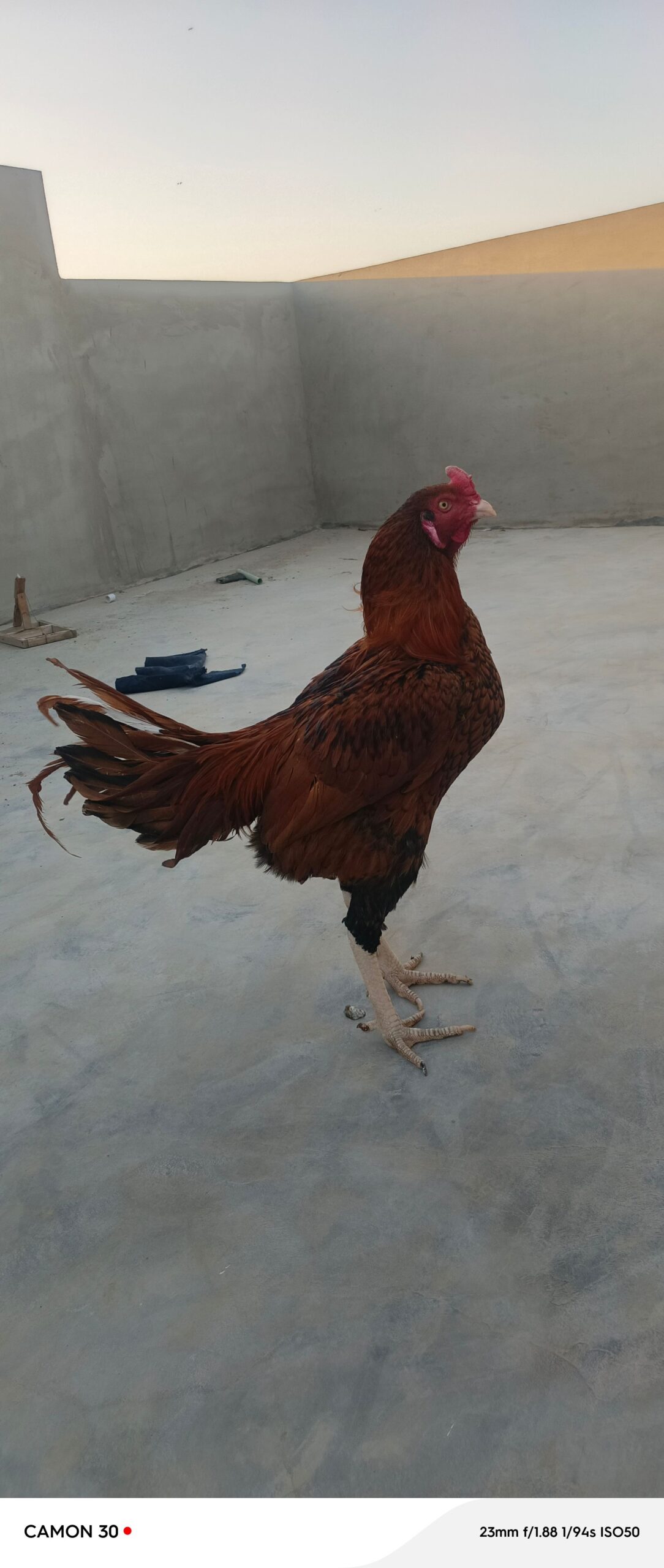 Aseel for sale mix breed mia wali and jageeri