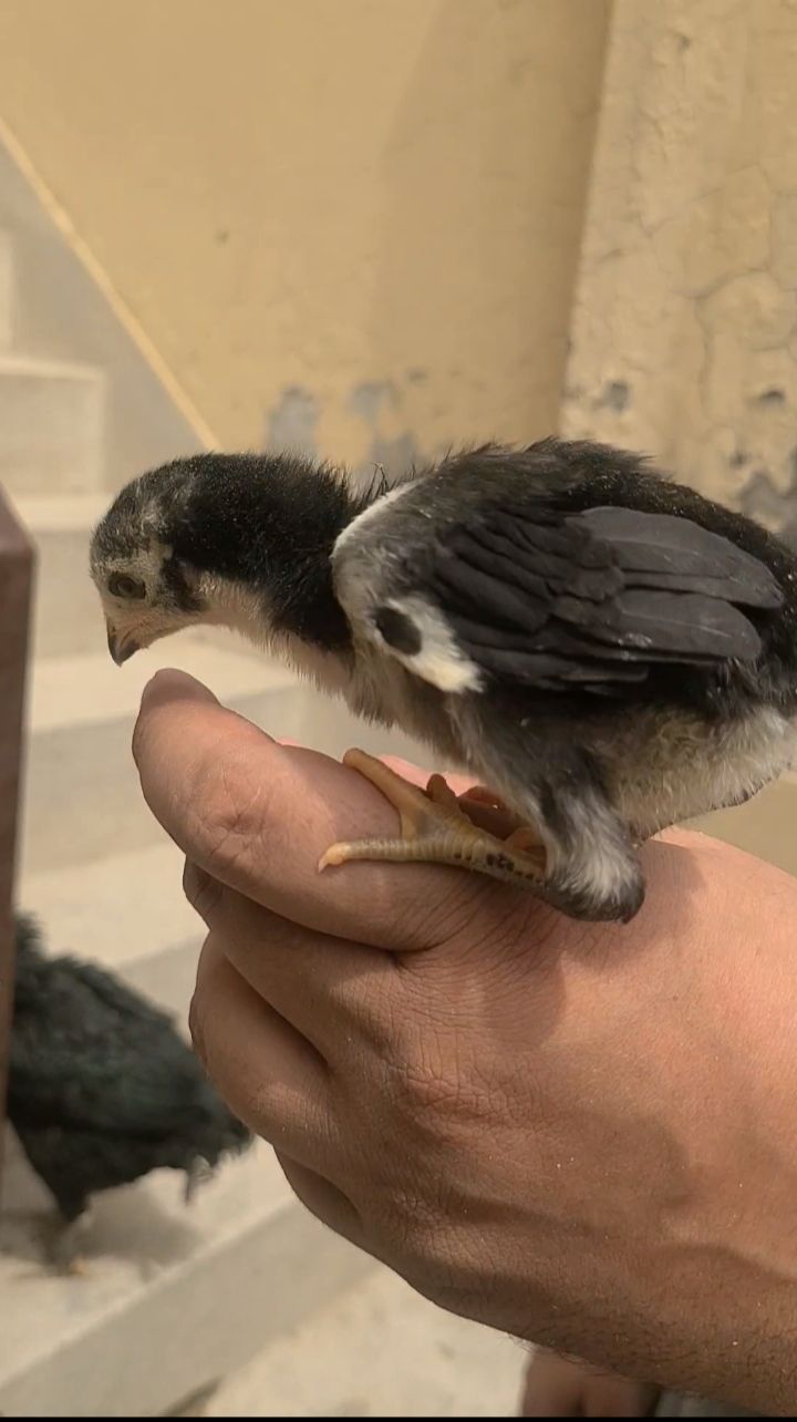 Pure German Shamo Chick 18 din ka bacha aur Thai Aseel breeder female