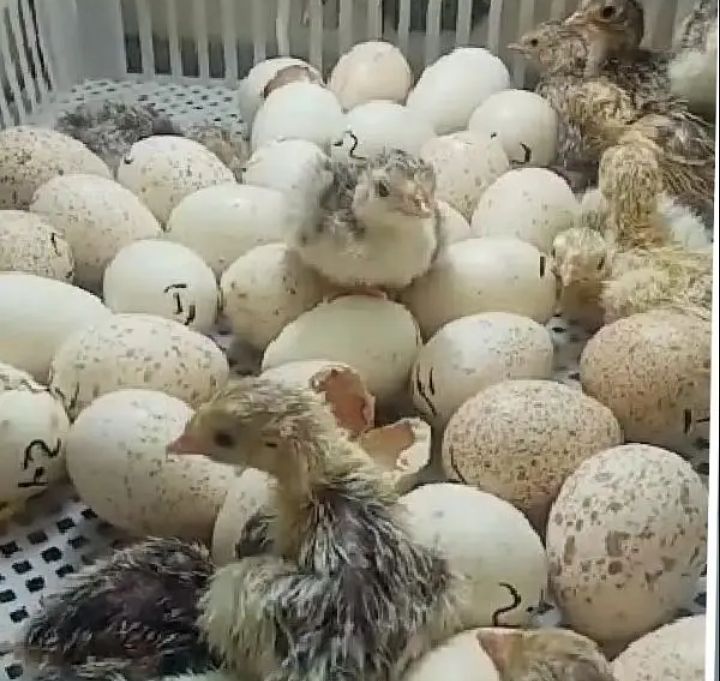 Turkey Chicks