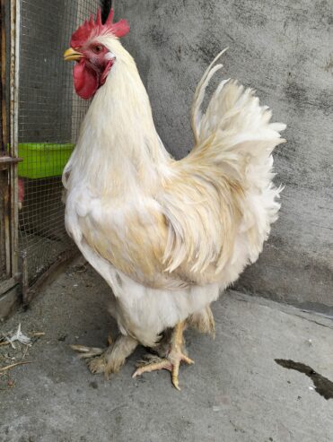 White heavy buff male