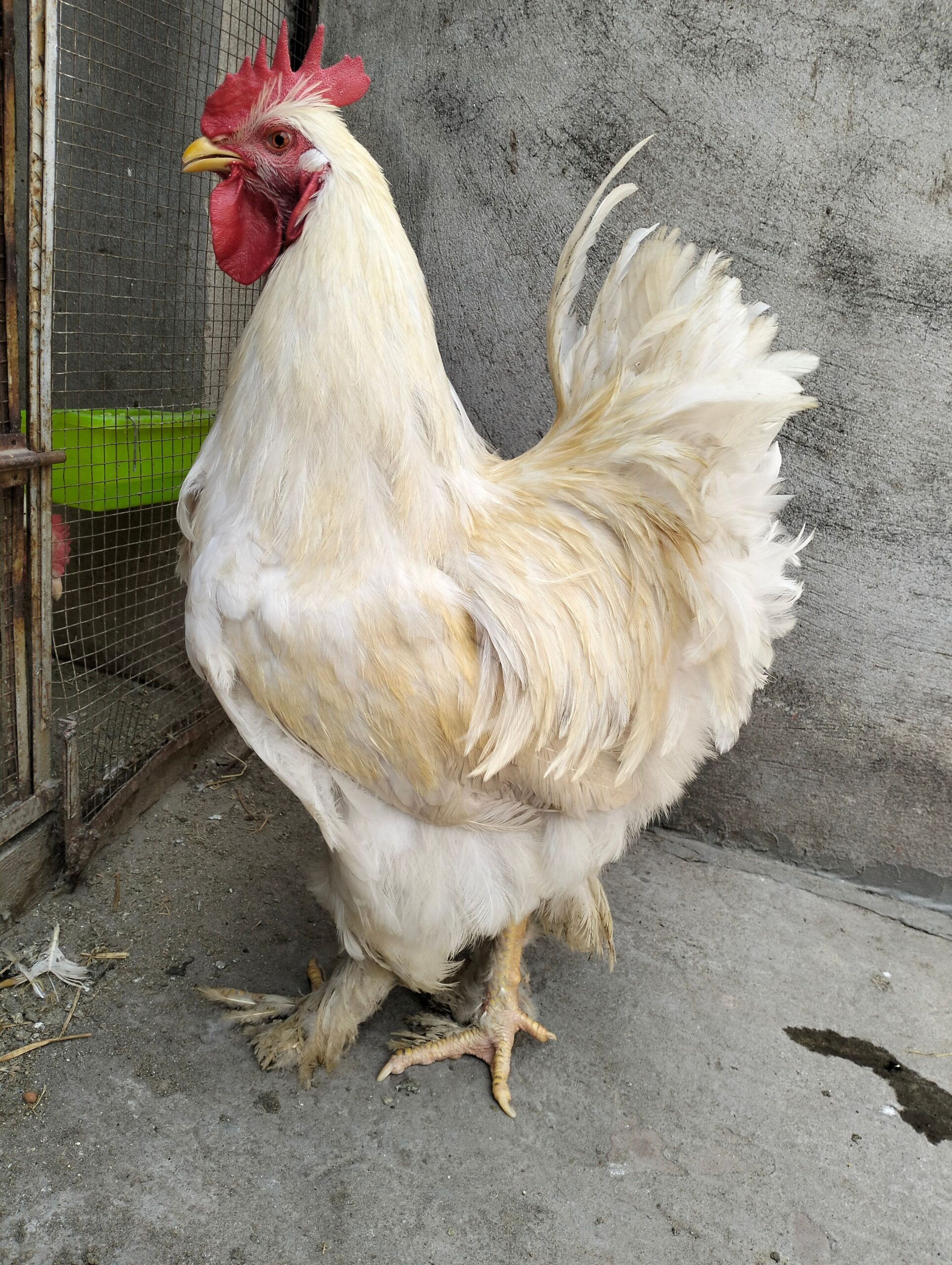 White heavy buff male