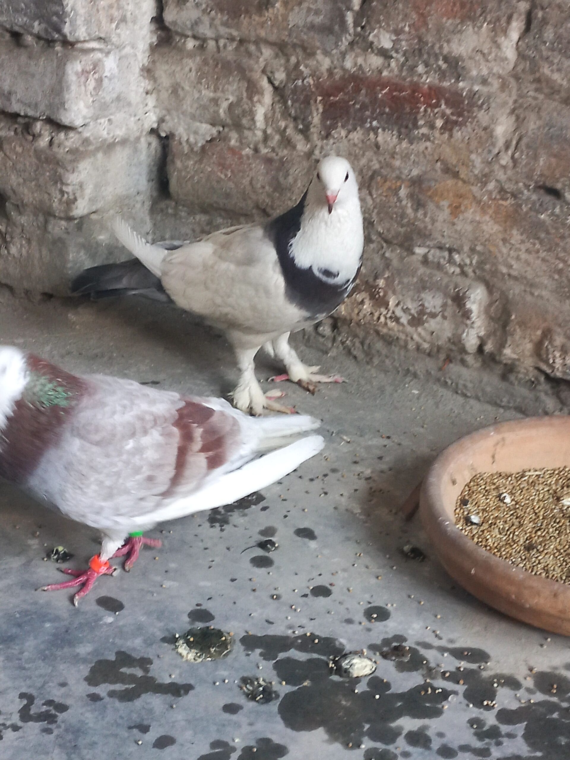 Breeder pair