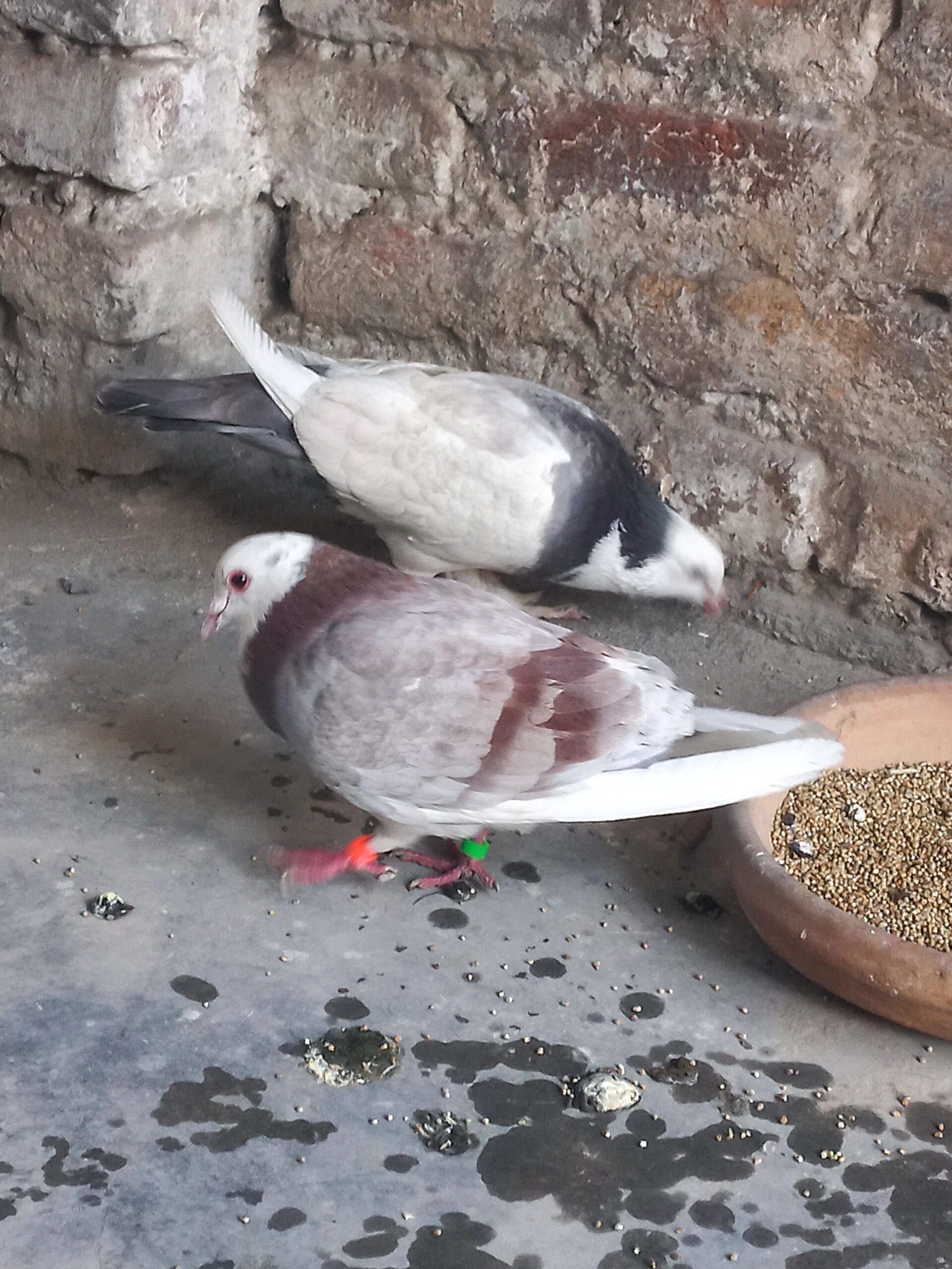 Breeder pair