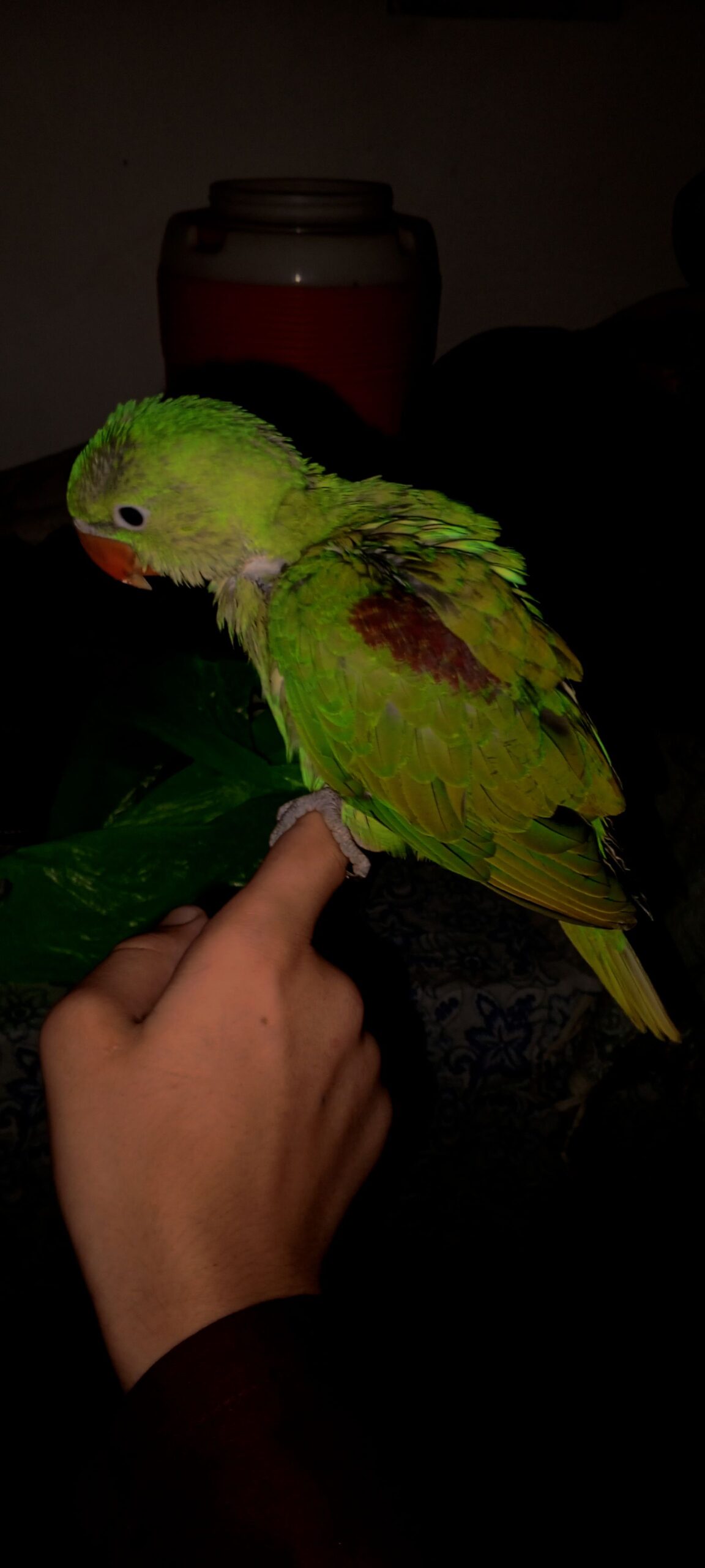 Parrot