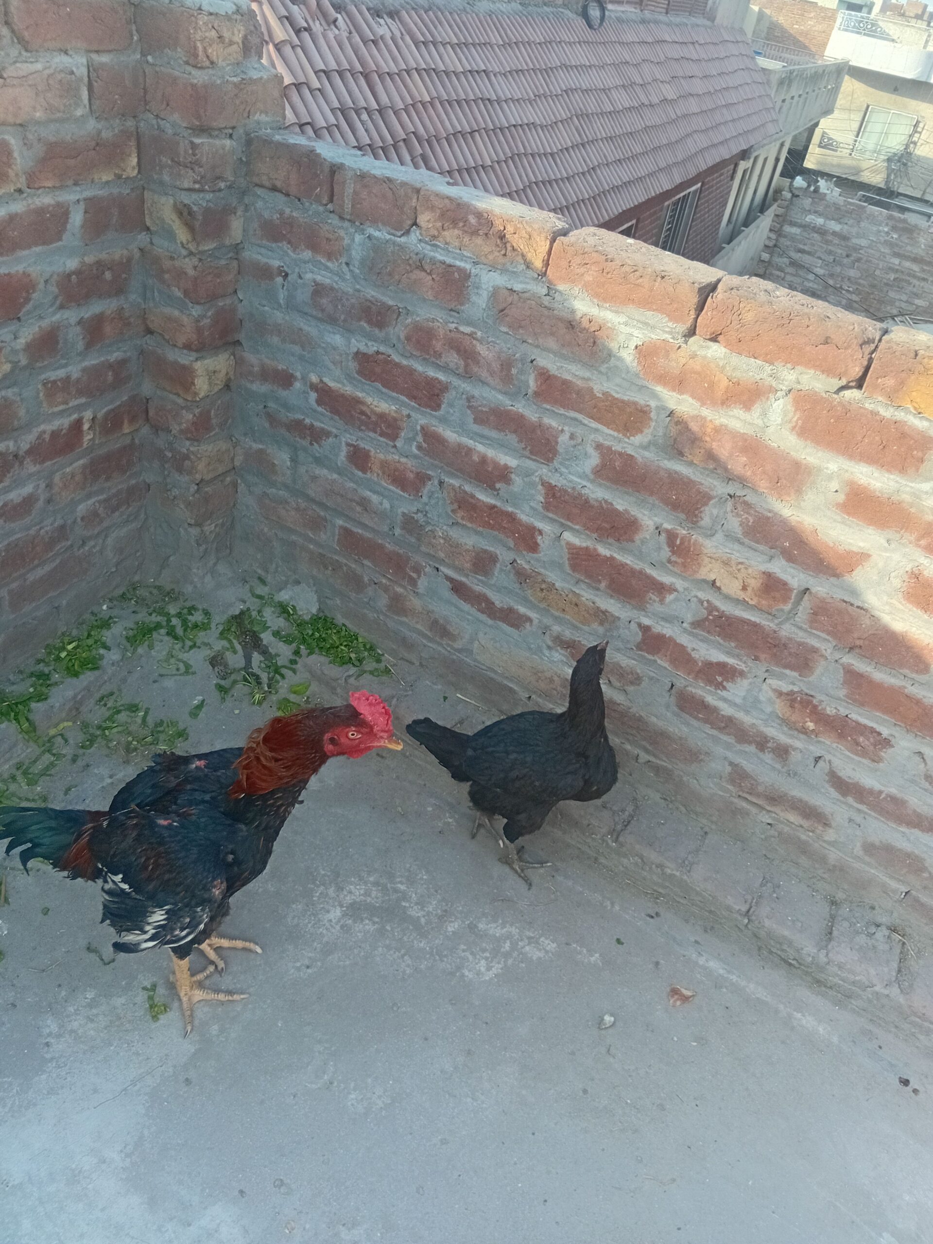 Aseel adult pair