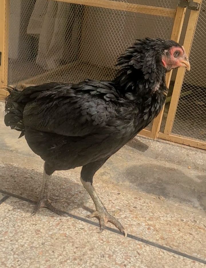 Pure German Shamo Chick 18 din ka bacha aur Thai Aseel breeder female