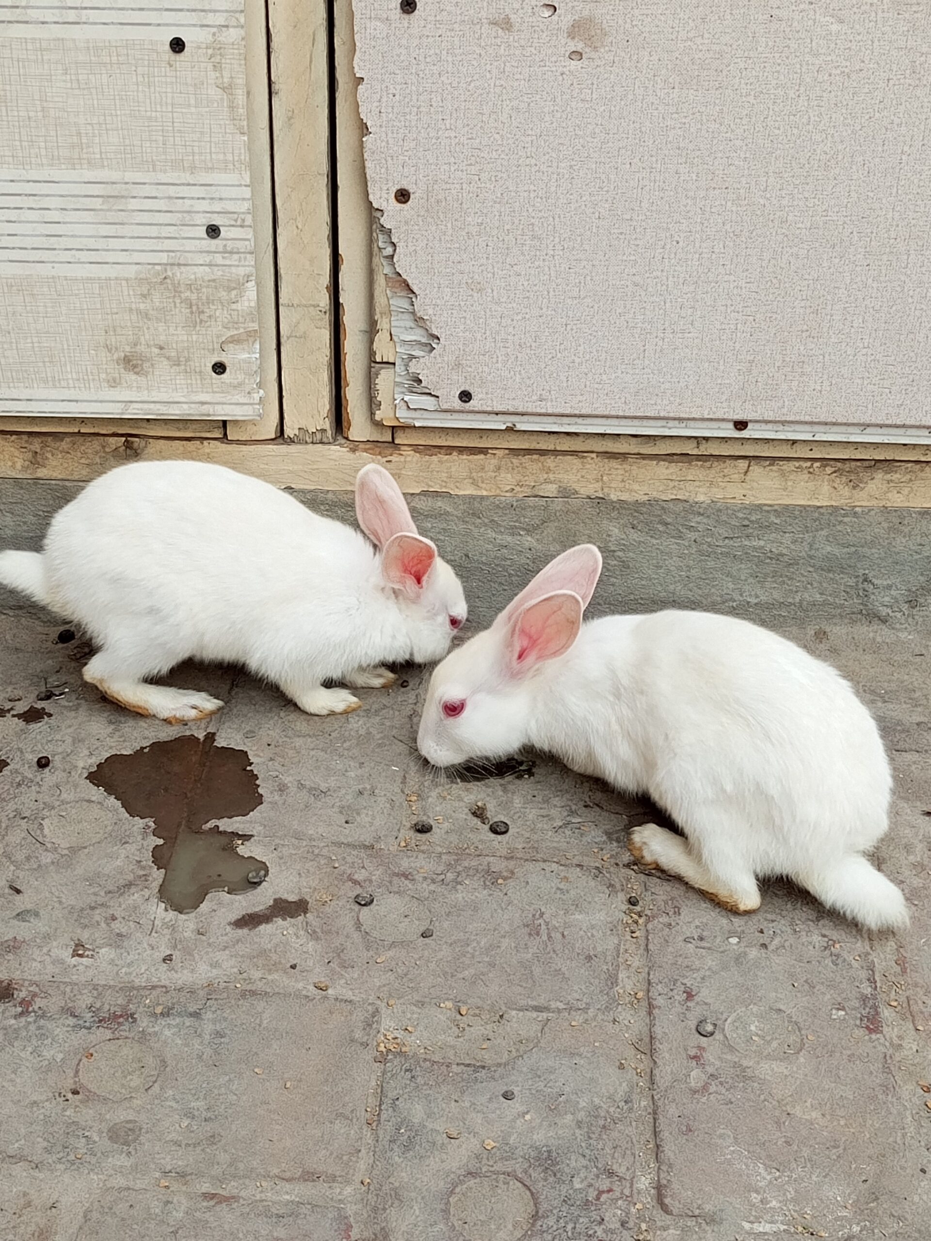 Rabbits bunnies