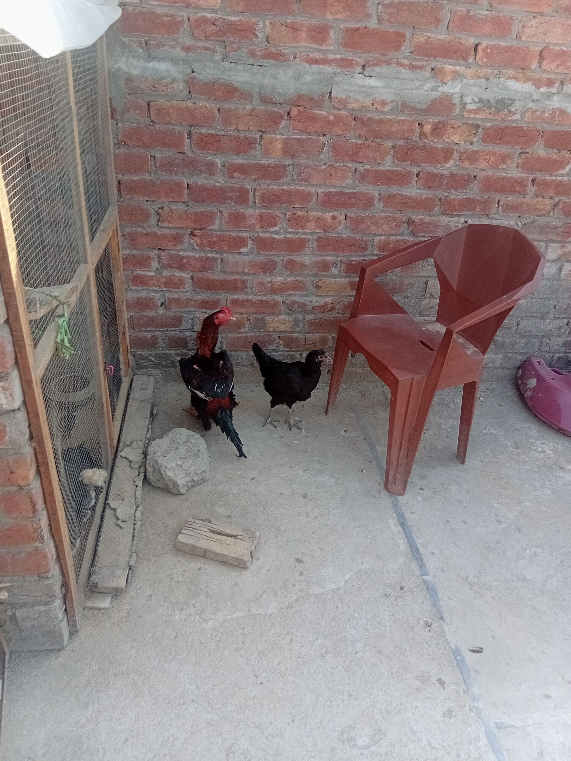 Aseel adult pair
