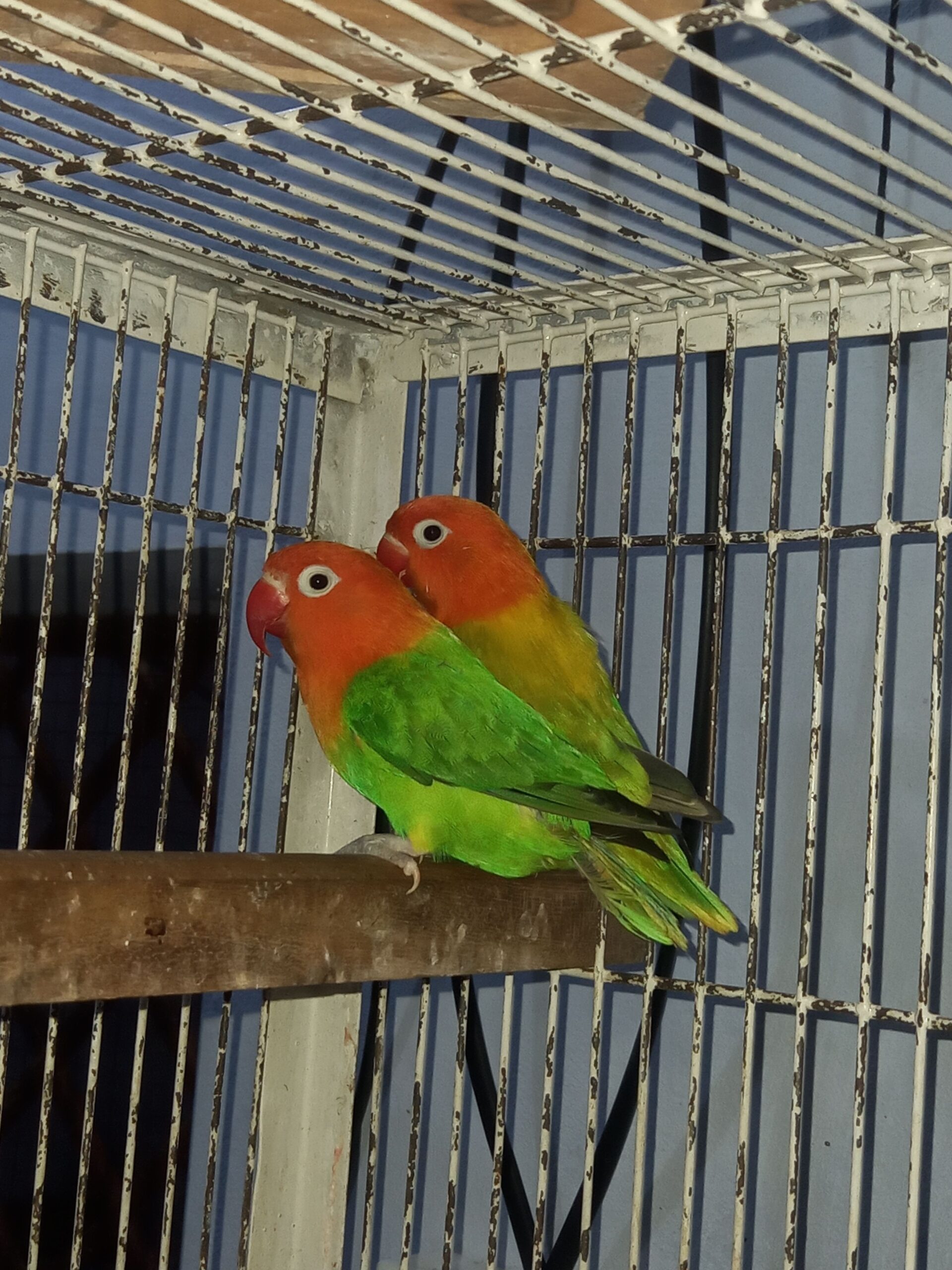 Green Euwing Opaline split blue into Green opaline split blue