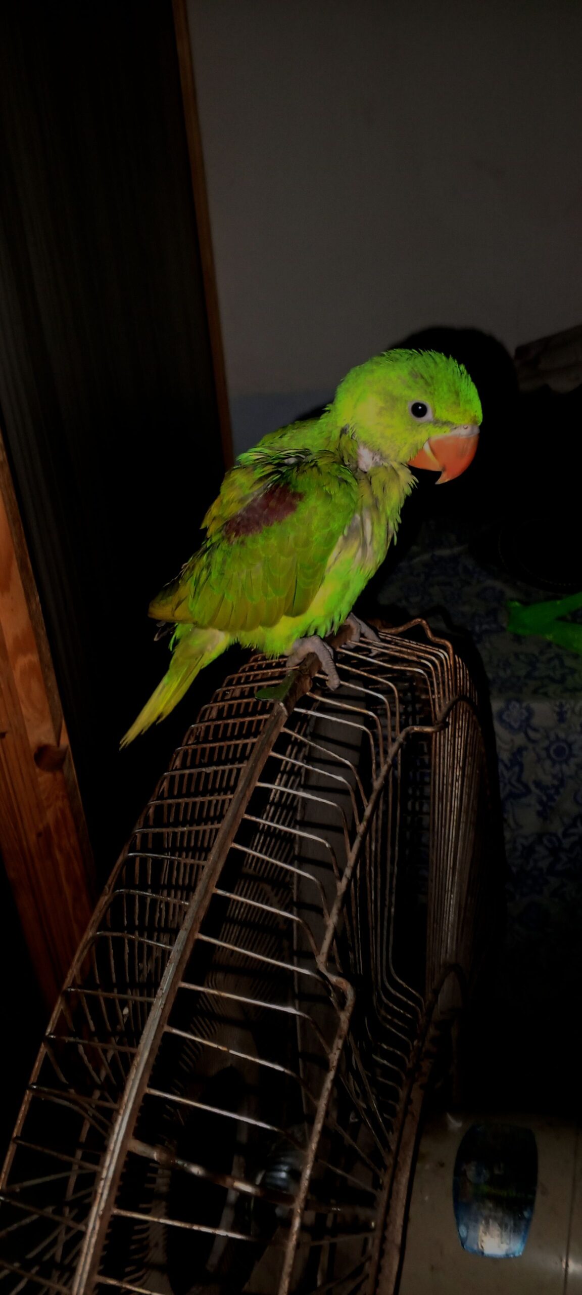Parrot