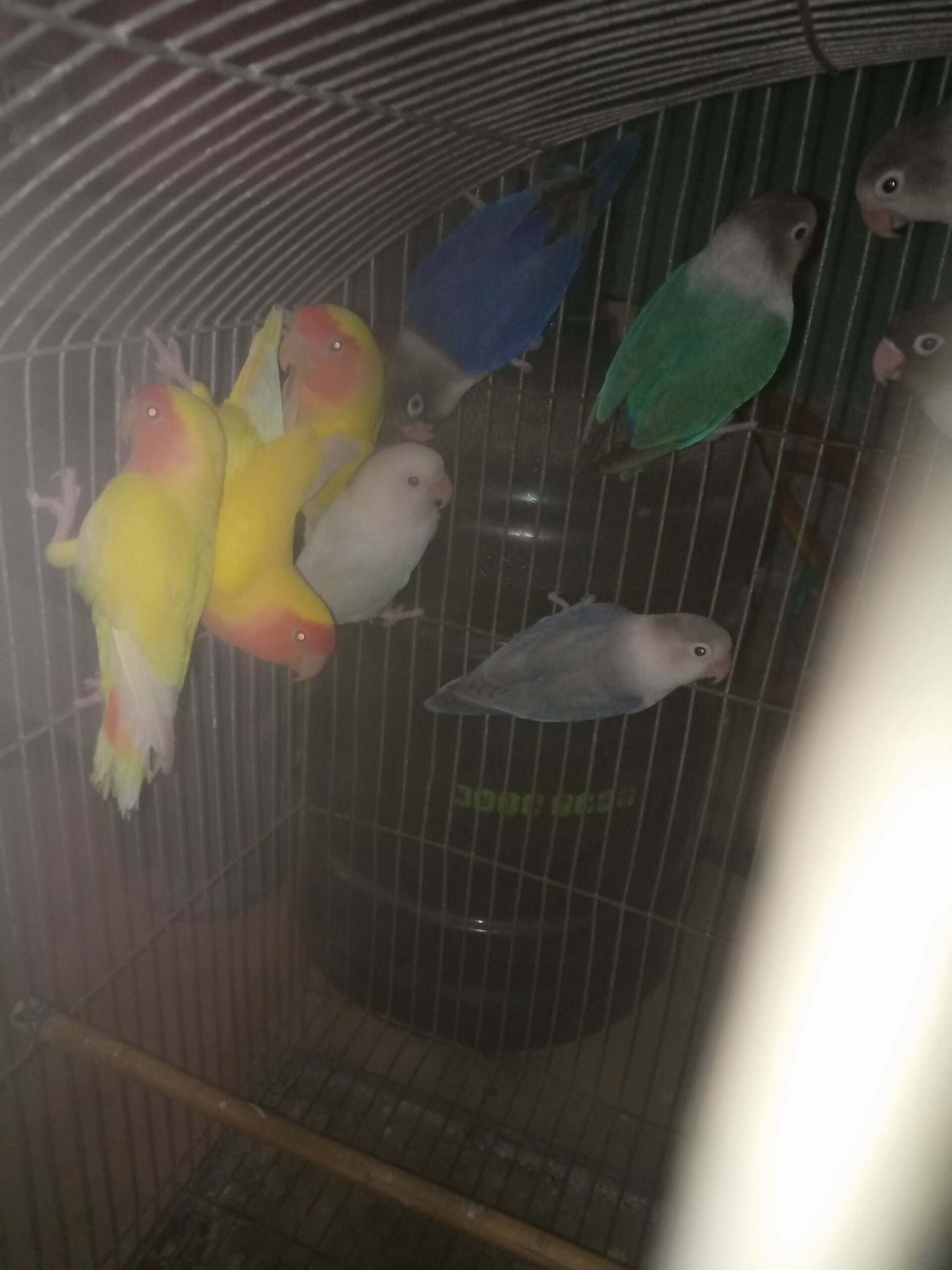 Home breeder pair albinoo split red eye female 3500 lotion pair with chick prize 6000 blue fishery pair 4500 and 3 adult 1 pastel green and 2 fishery each piece 1500