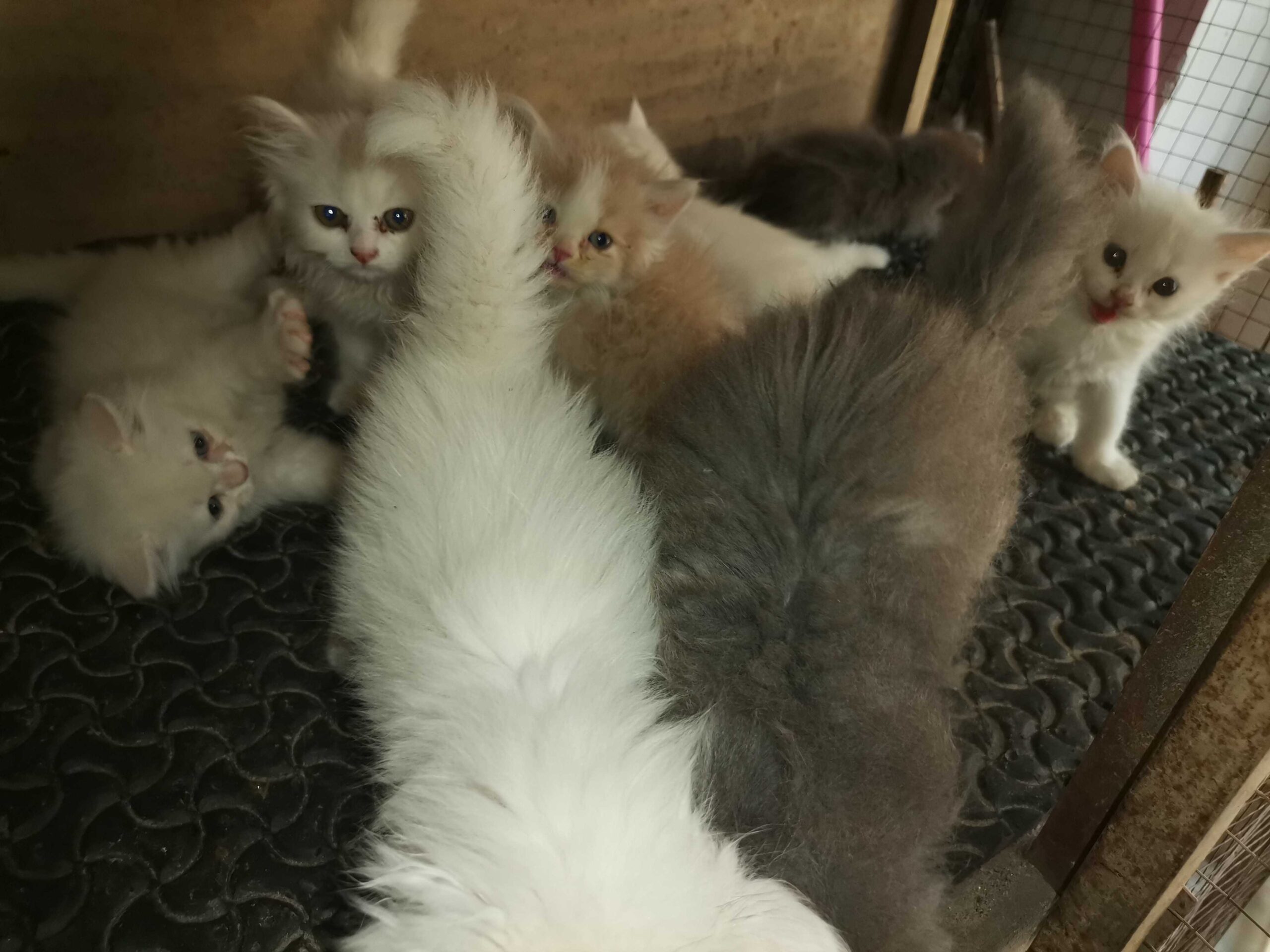 Cats baby’s
