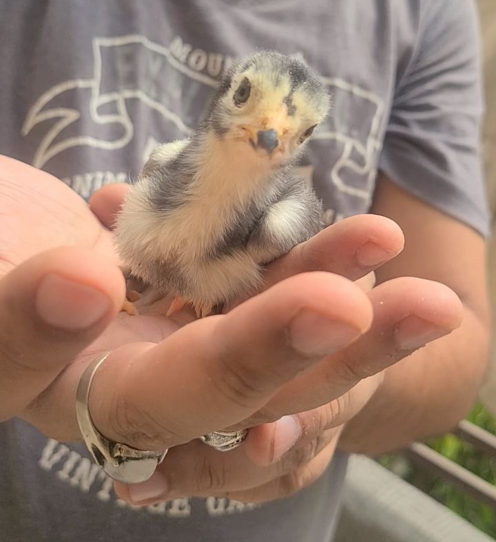 Pure German Shamo Chick 18 din ka bacha aur Thai Aseel breeder female
