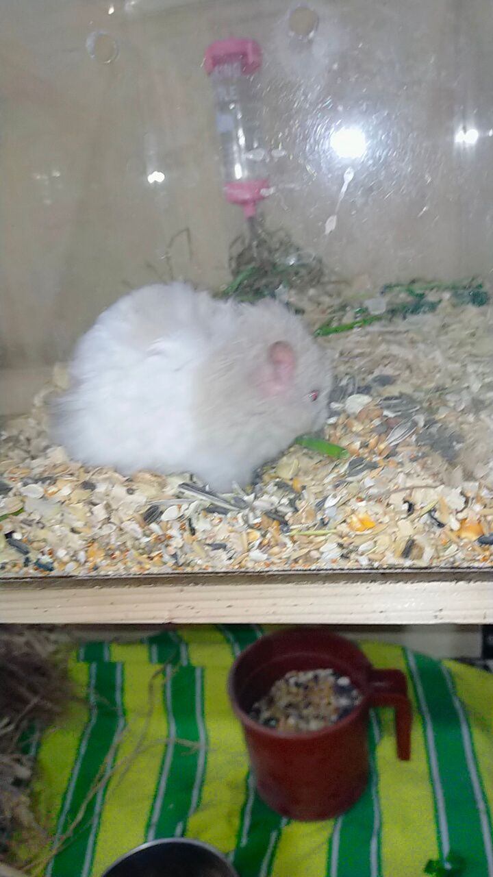 Hamsters for sale in Lahore with all accessories