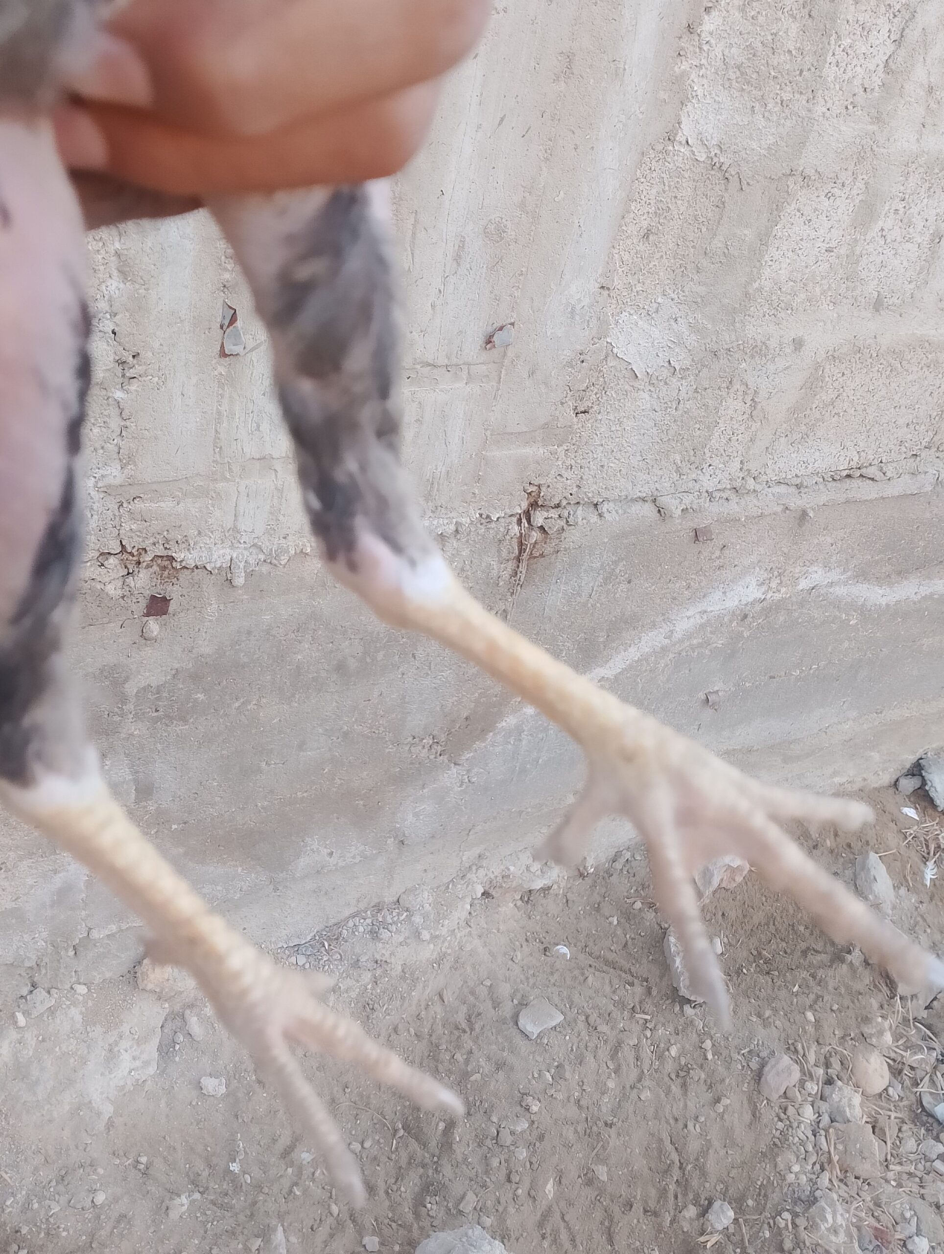 Sindhi Aseel