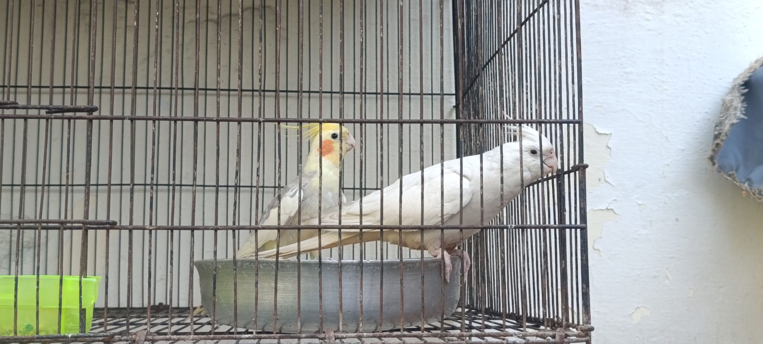 Three Cocktail breeder Pairs available