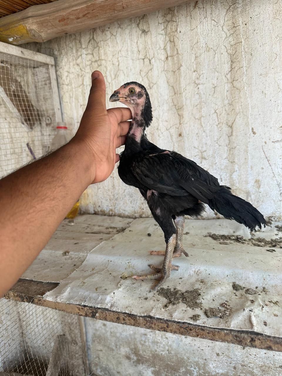 اصیل چوزے ۔2 ایک نر ایک مادی ۔